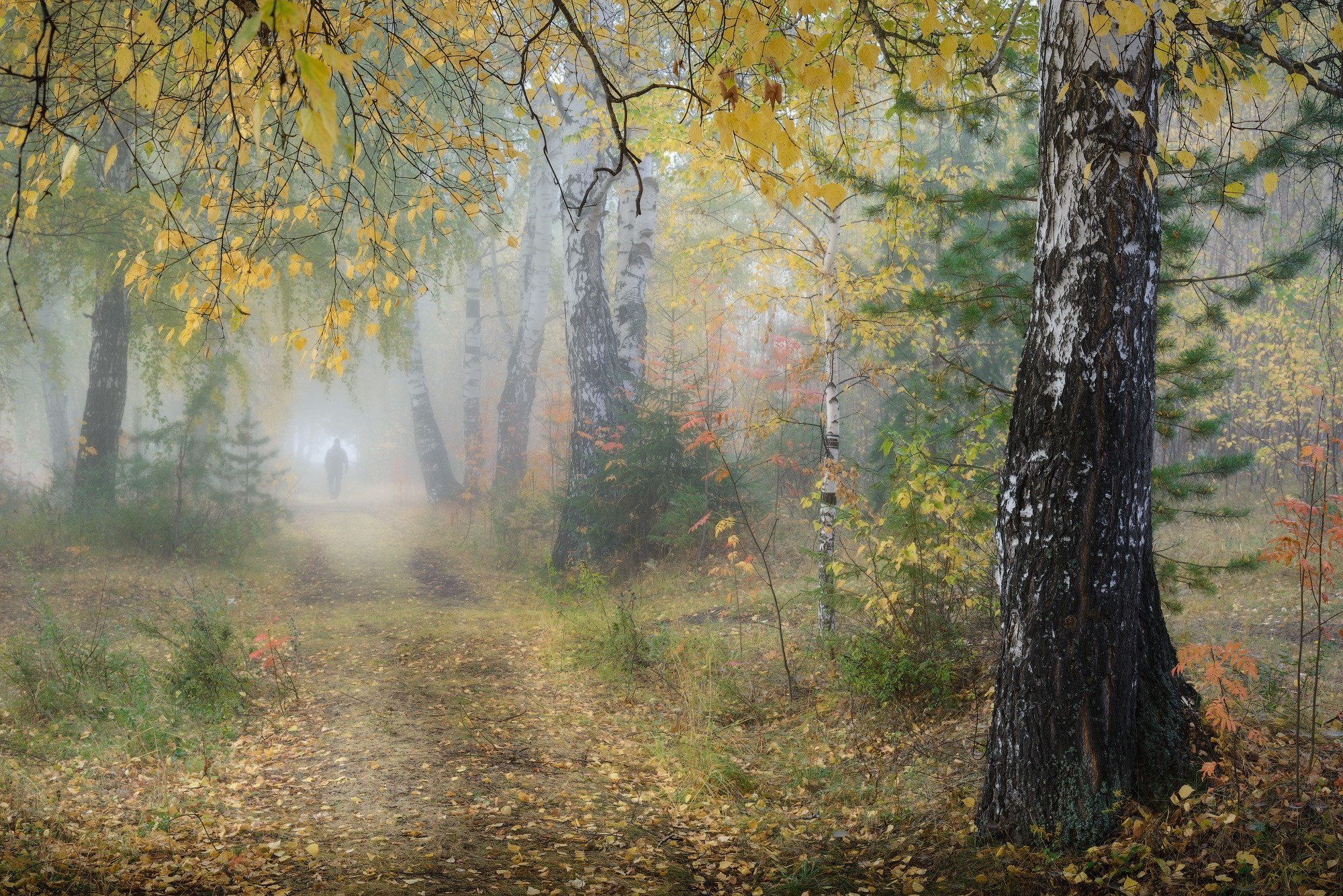 Фото тропинки в тумане с человеком в окрестностях Черноисточинска — идеальное место для прогулок среди природы Урала.