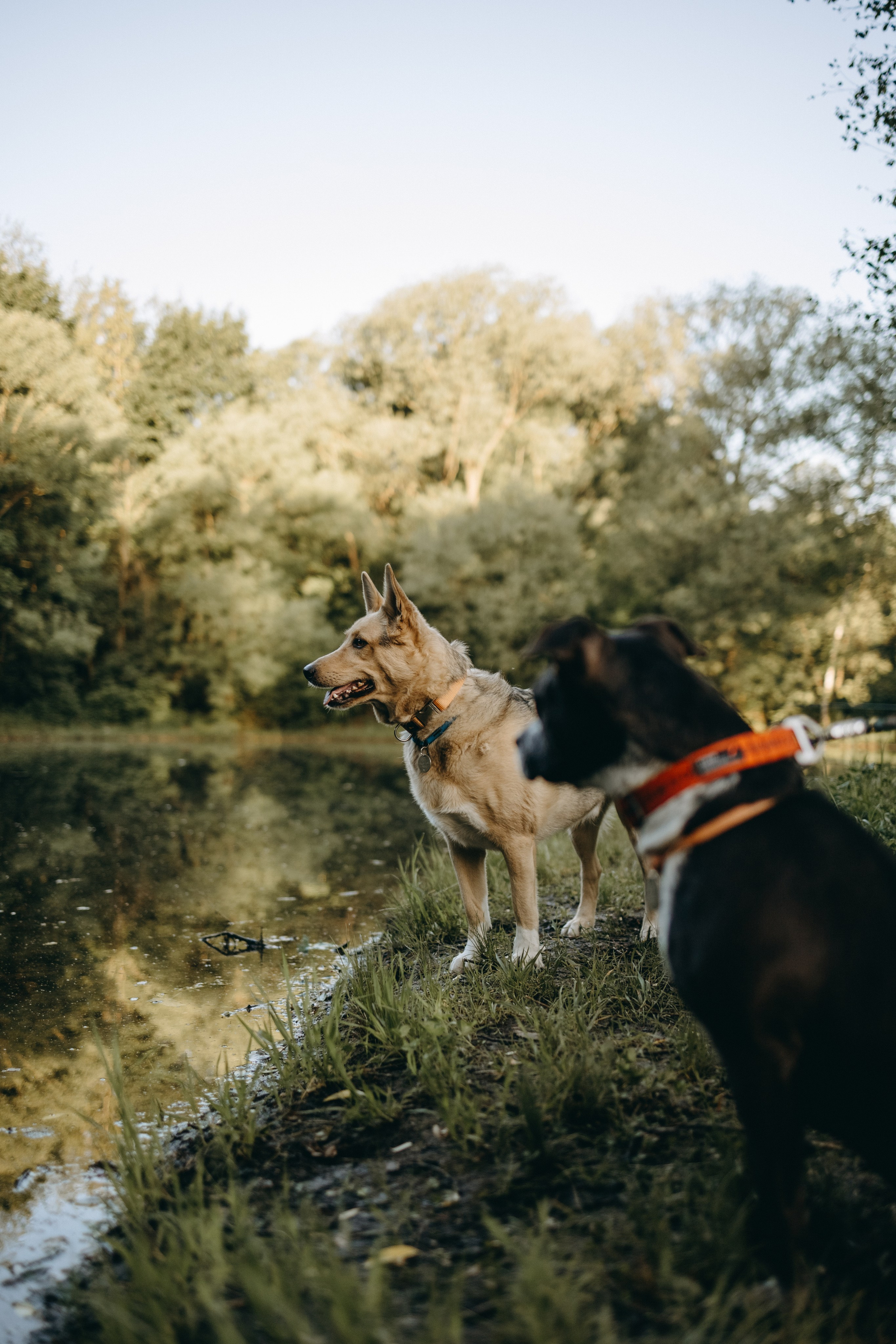 Татьяна, Сергей и их Булочка и Пончик. Фотограф — Анималист | Санкт-Петербург