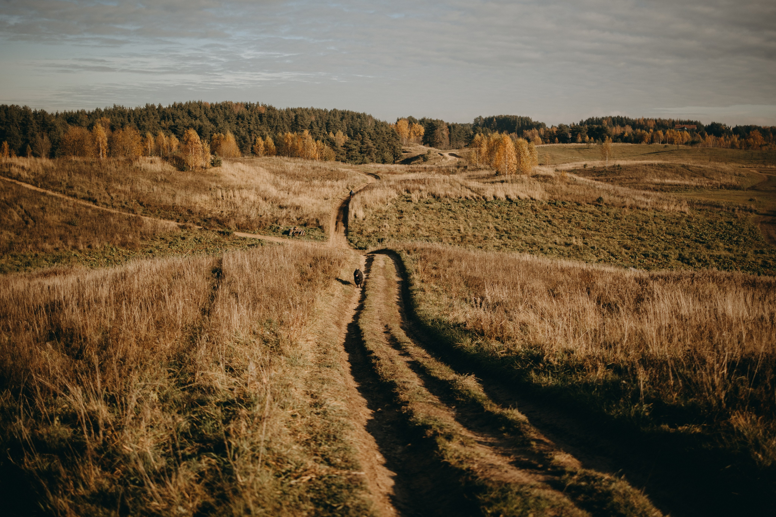 Лора и Джанго. Фотограф — Анималист | Санкт-Петербург