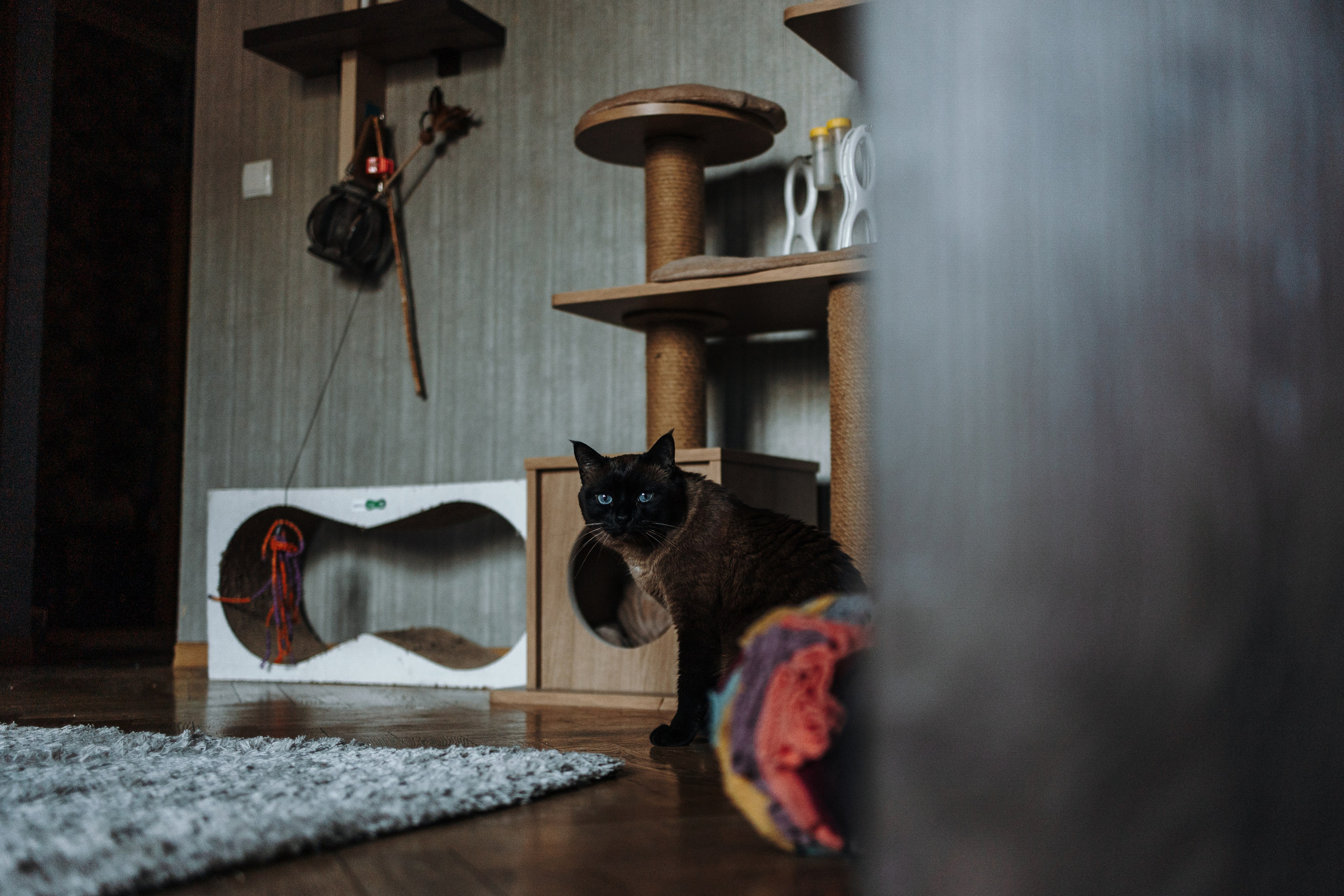 Саша и ее хвосты. Фотограф — Анималист | Санкт-Петербург