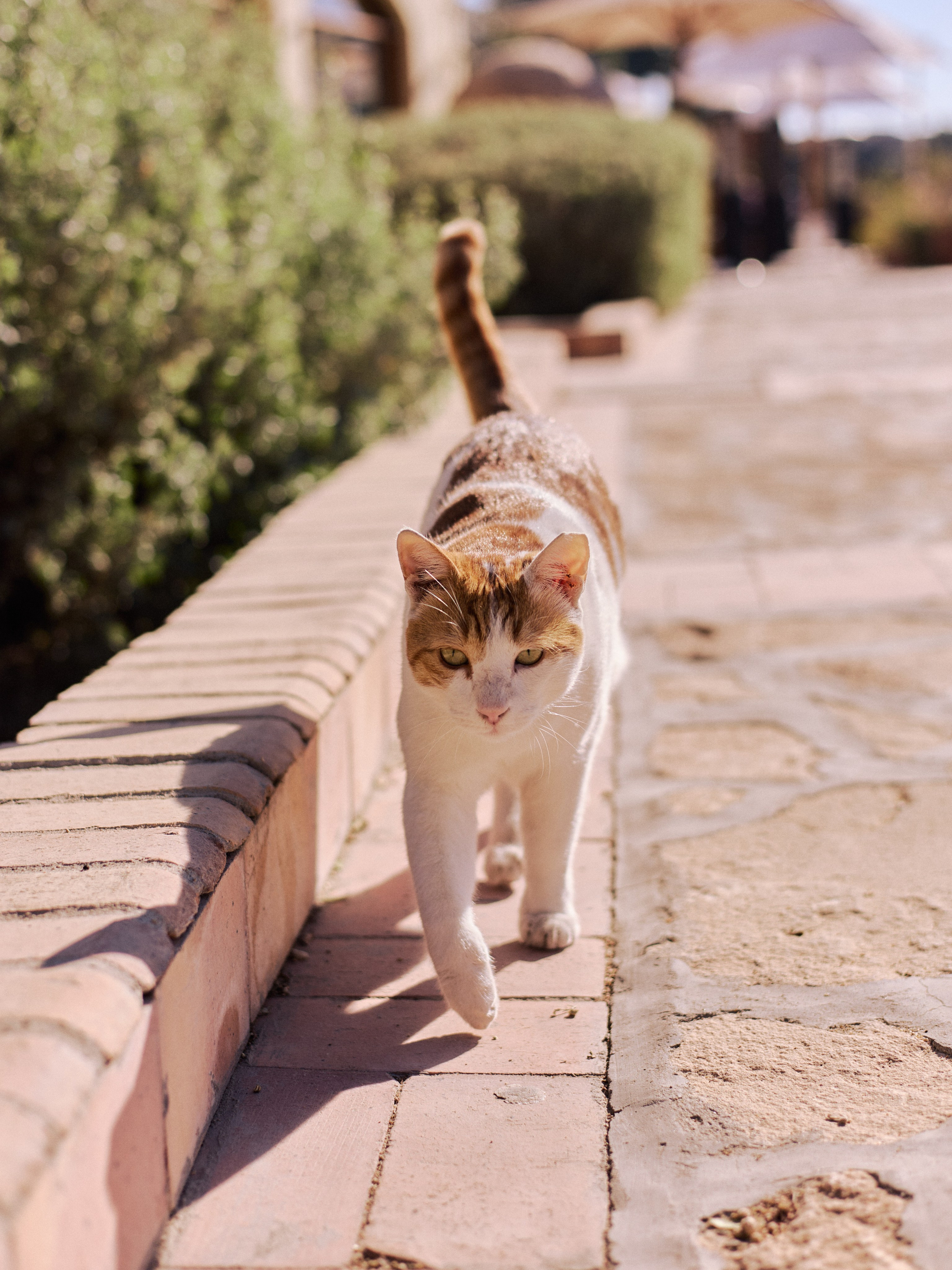 Другое 4. Jorgis — фотограф в Хургаде / обучение фотографии