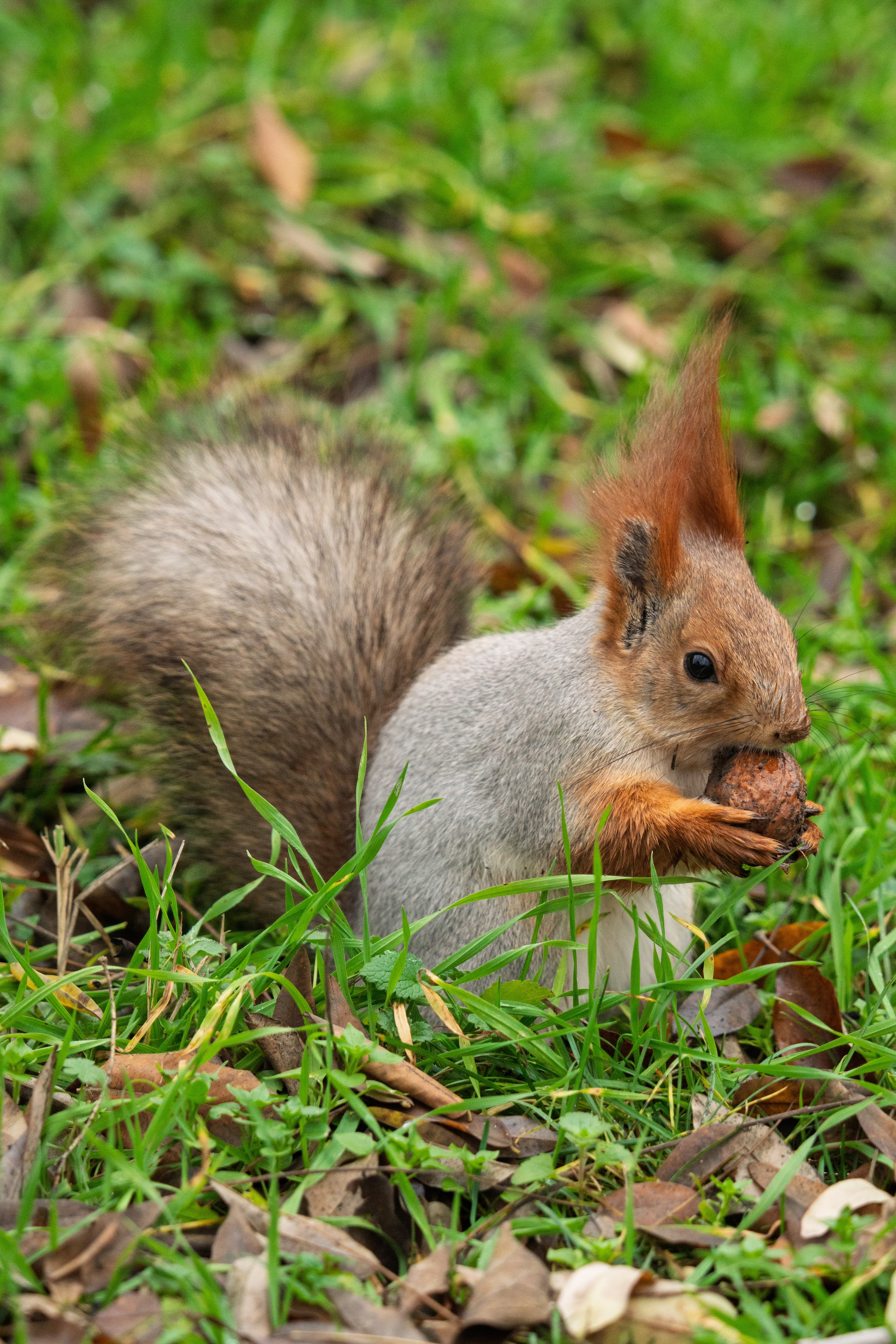 Животные. 35 мм