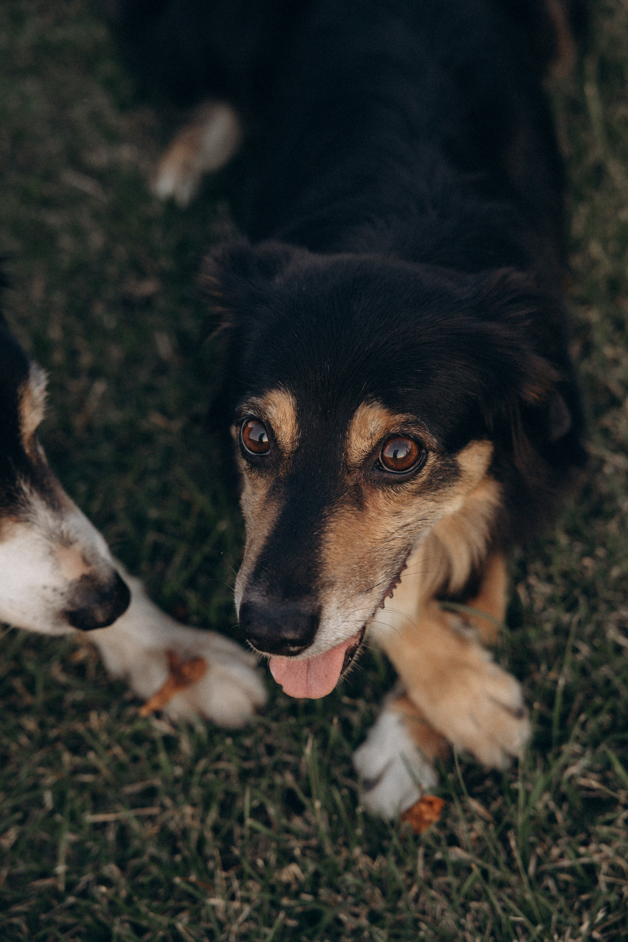 Алла и ее компания. Фотограф анималист в Казани Алина Сулейманова. Фотограф животных