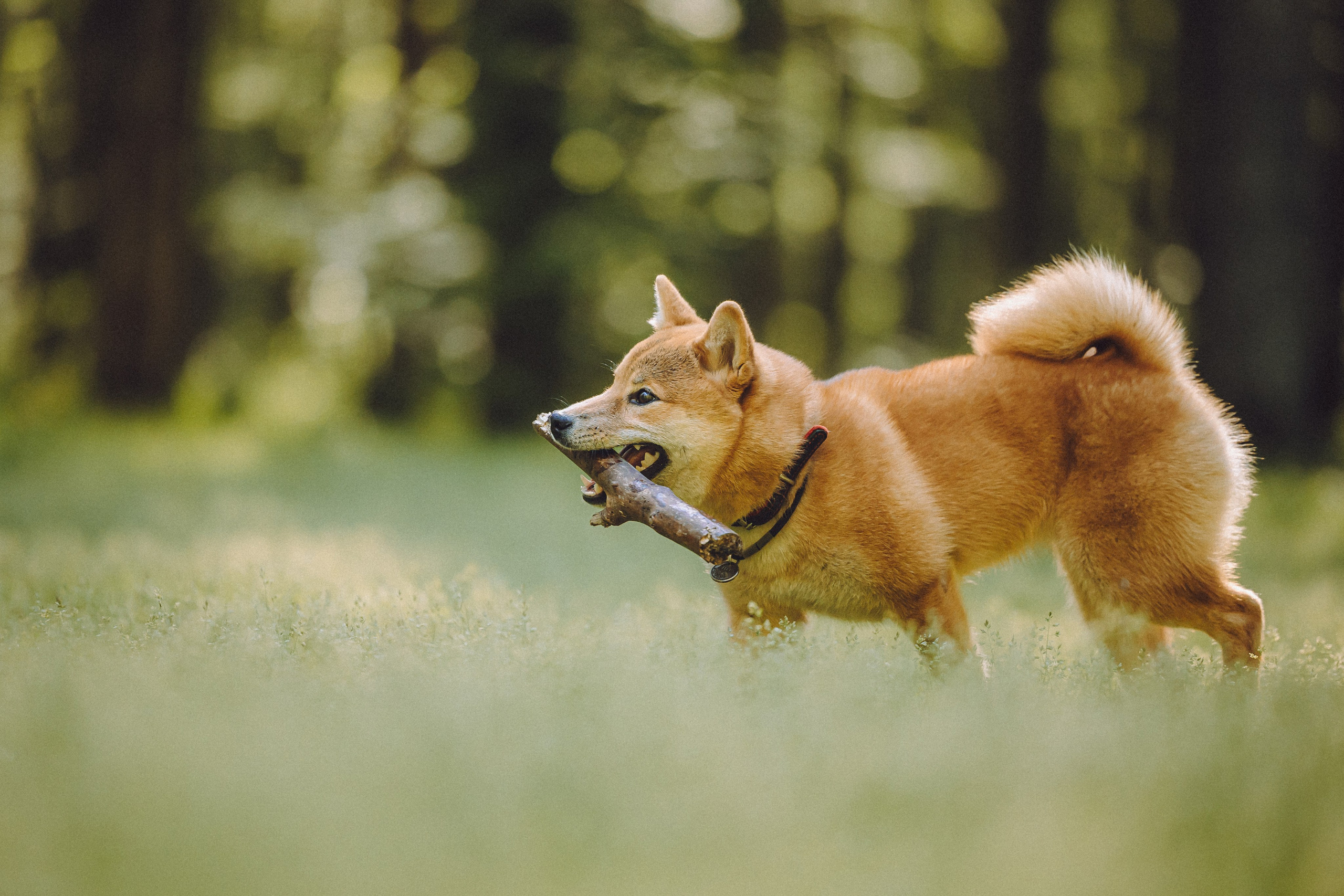 Шед, Цири, Чиби, Цера и их семья