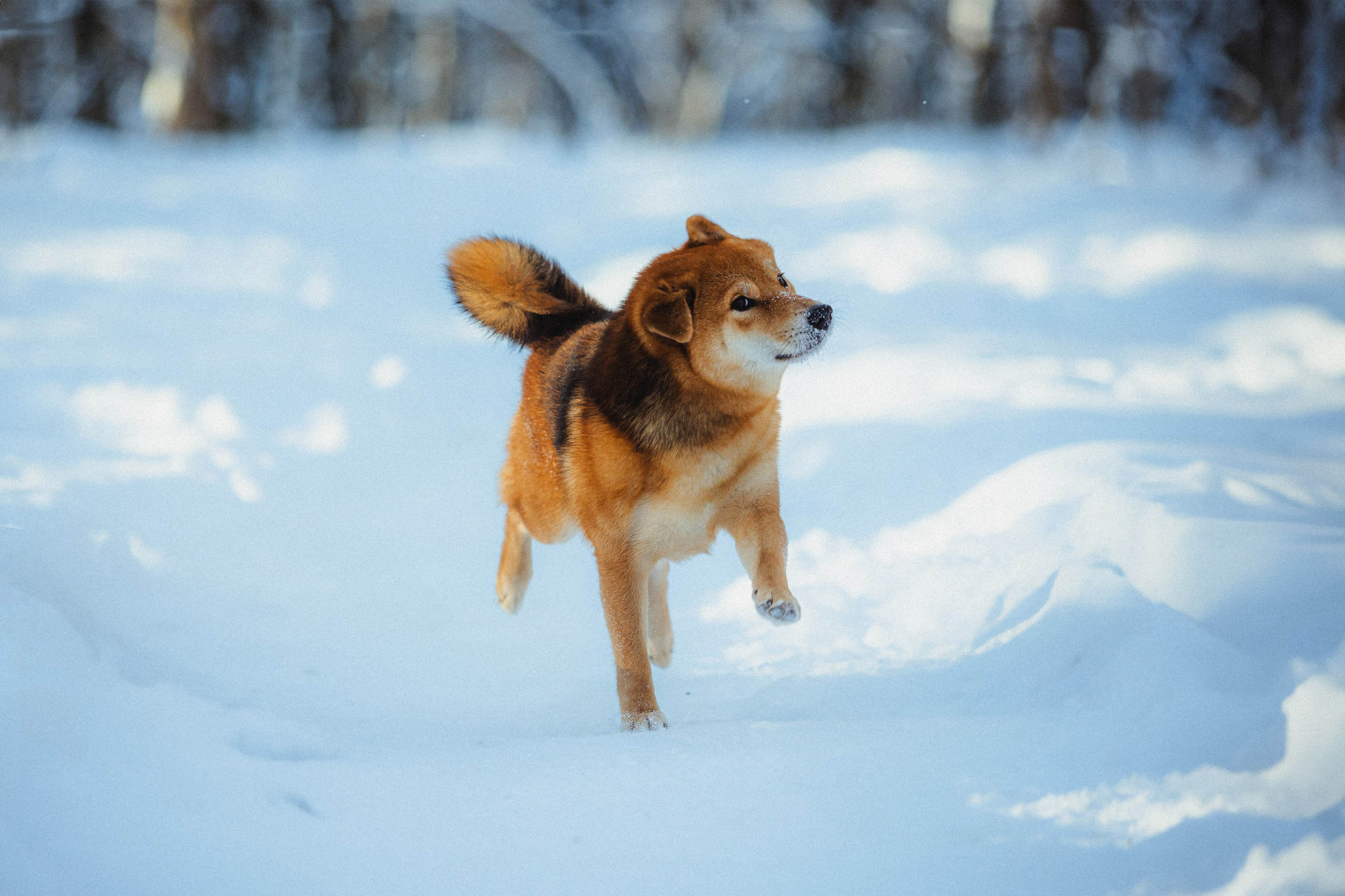Шед, Цири и Ира