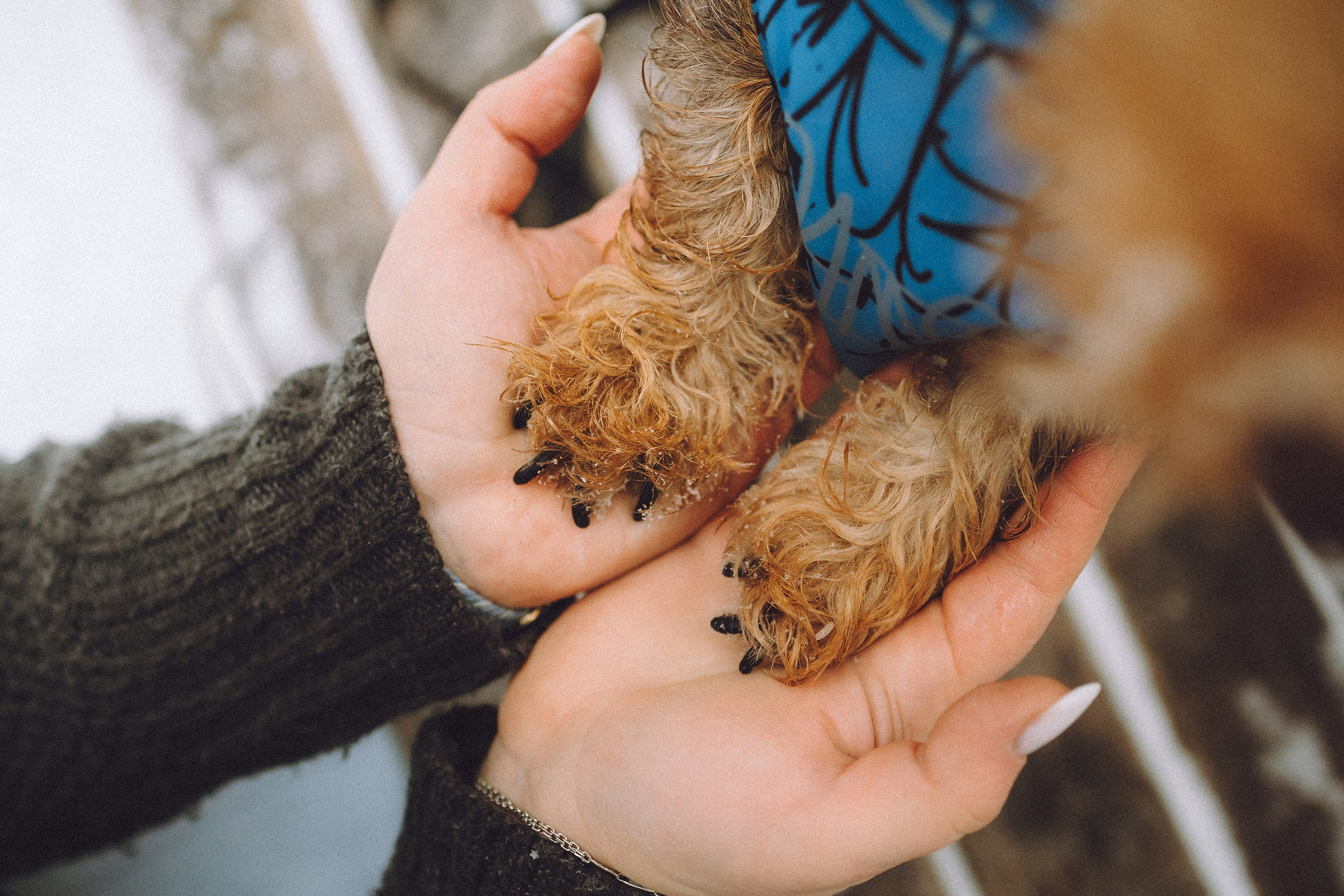 Каспер и его семья