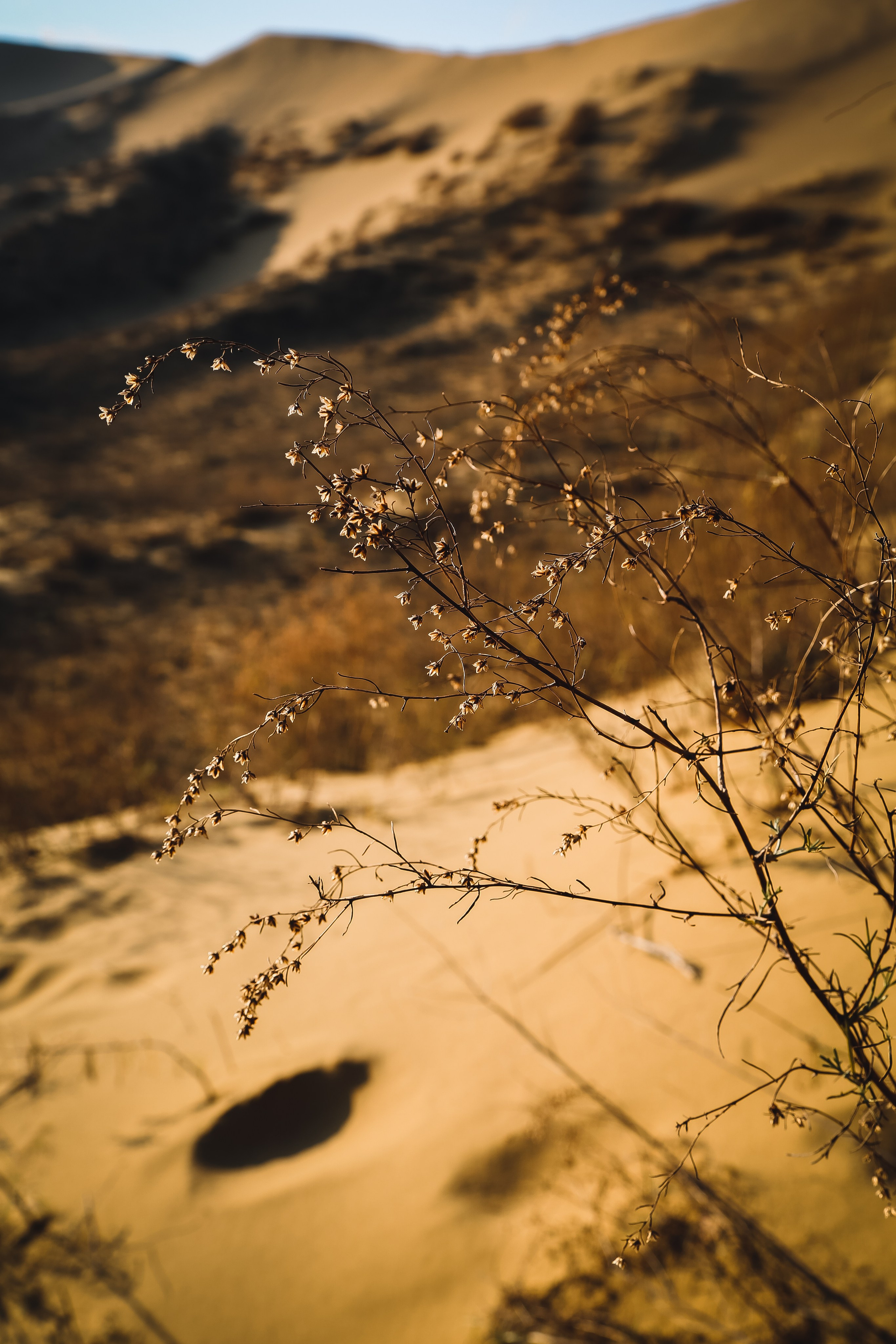 Кавказ: многоликий Дагестан. Дарья Письменюк / Darya Leitstern — фотограф, музыкант, журналист, путешественник