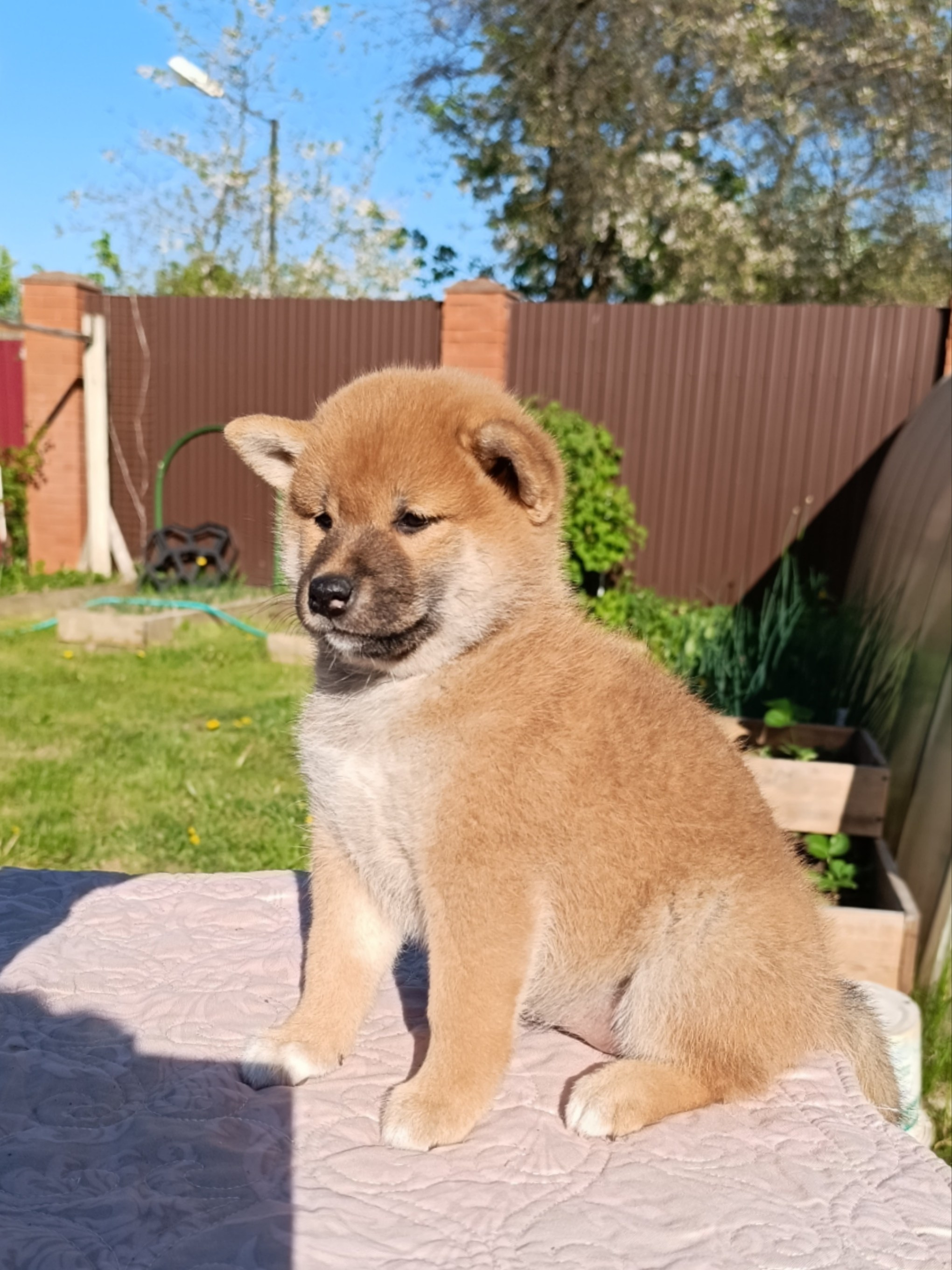 сиба питомник Рубилайт щенки на продажу rubylight  сиба щенки купить СПб Санкт-Петербург