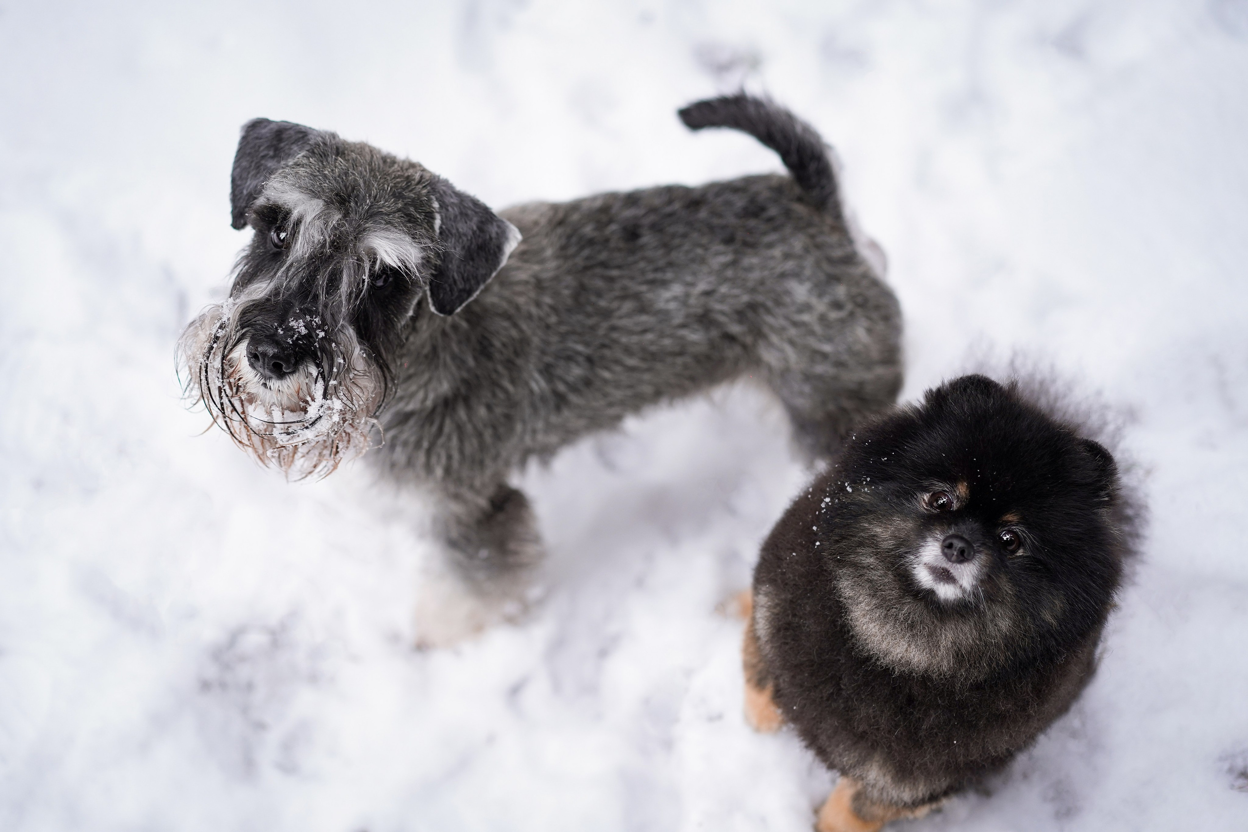 Бенчи и Арчи. Фотограф-анималист в Санкт-Петербурге Яна Мартынова
