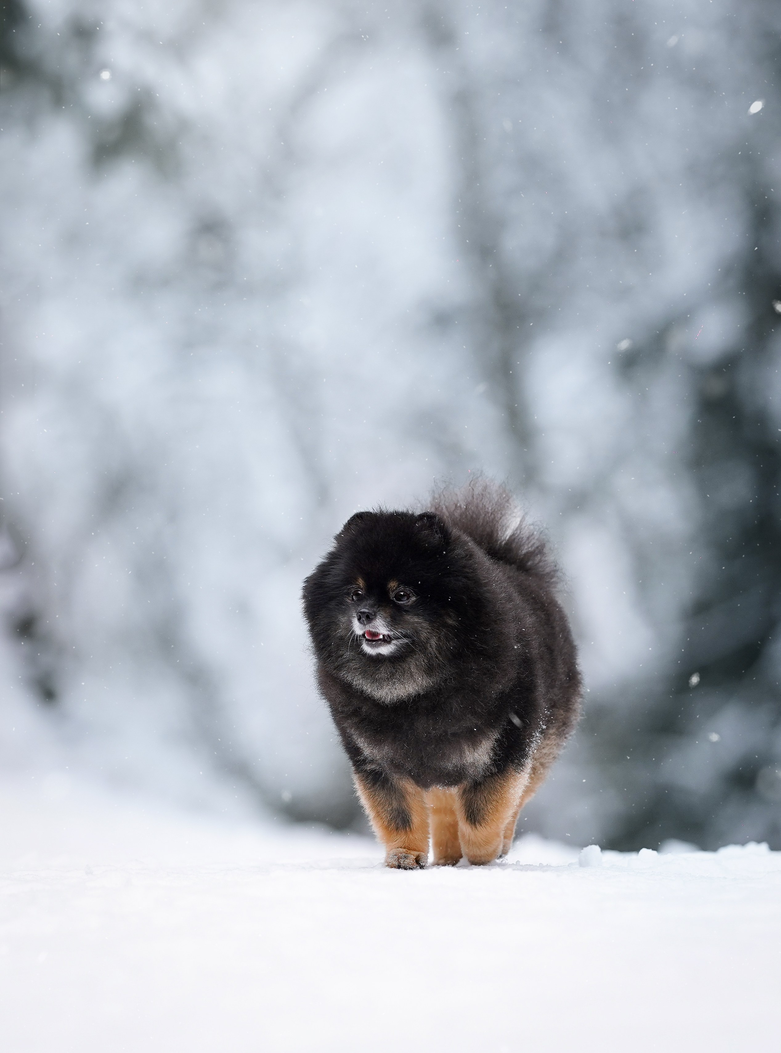 Бенчи и Арчи. Фотограф-анималист в Санкт-Петербурге Яна Мартынова