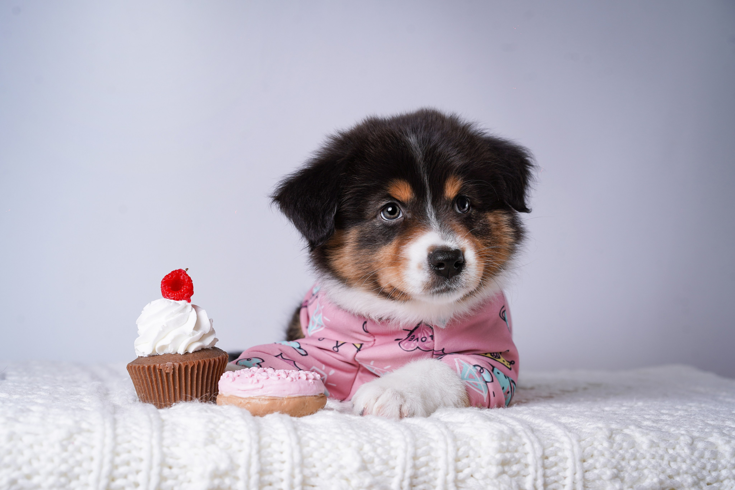 Щенки аусси. Фотограф-анималист в Санкт-Петербурге Яна Мартынова