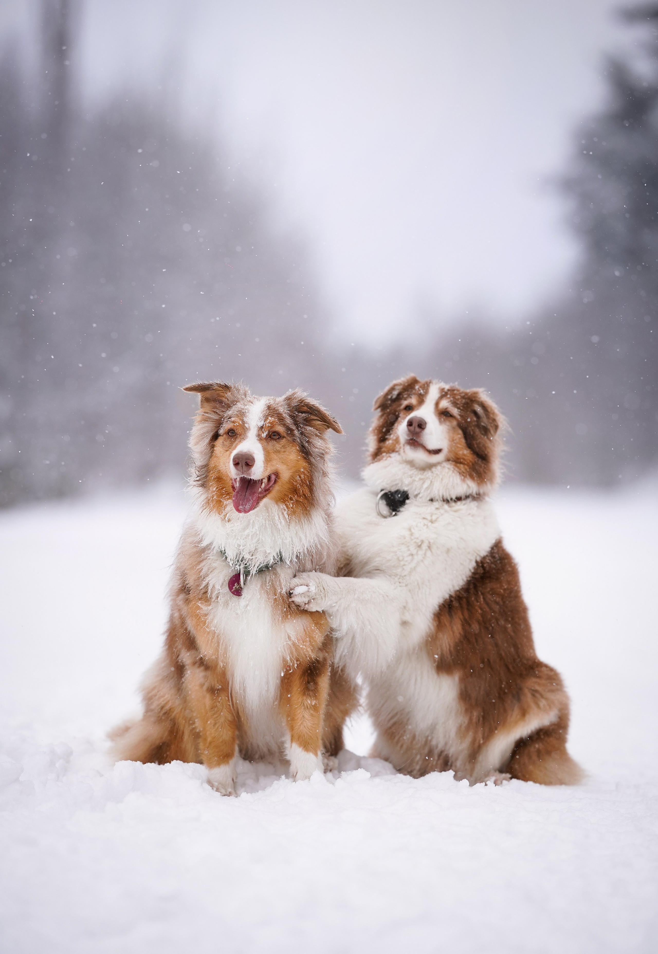 Красно-рыжая банда. Фотограф-анималист в Санкт-Петербурге Яна Мартынова