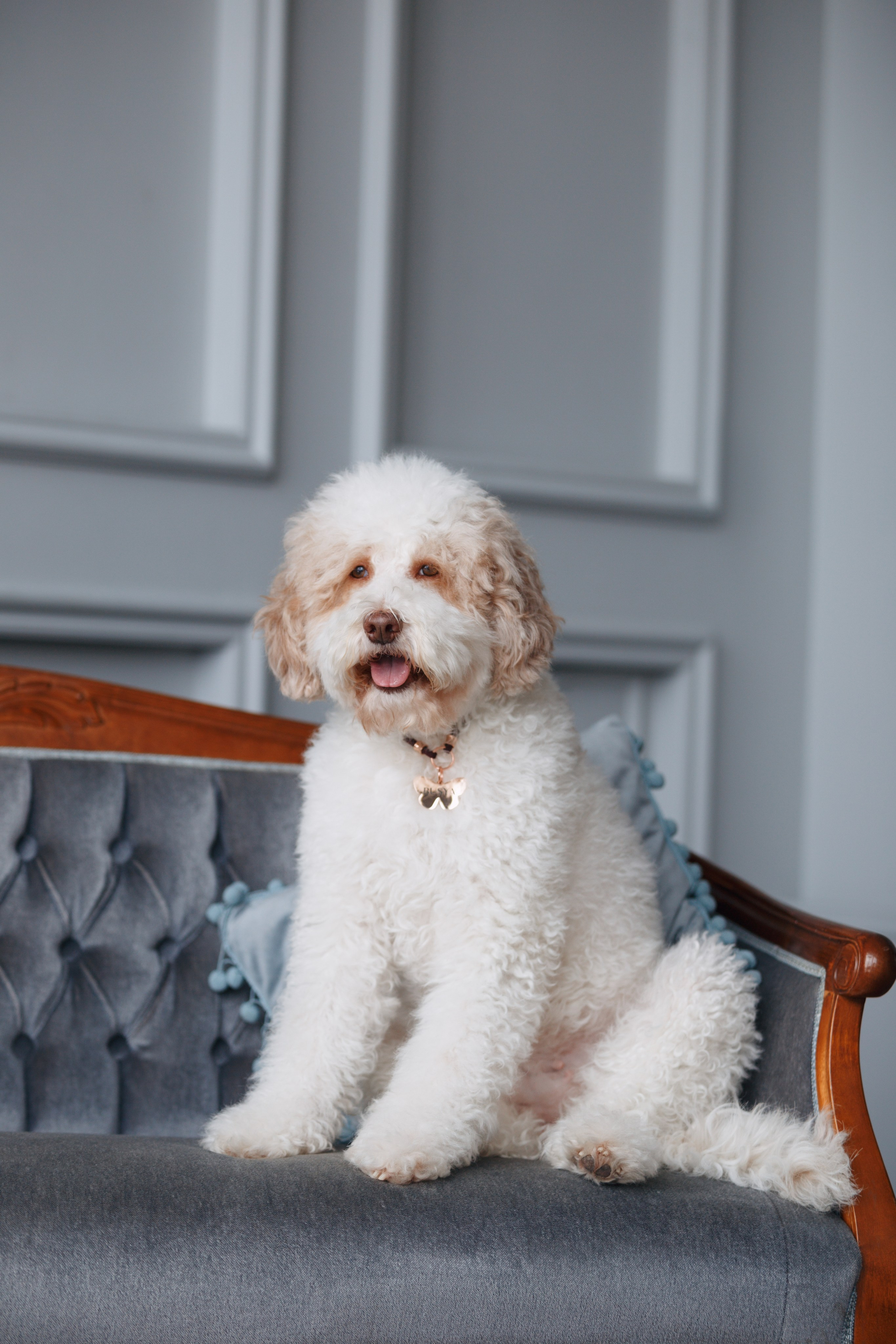 Bmbh лежанки и адресники. Фотограф анималист Кристина Карпова, Москва