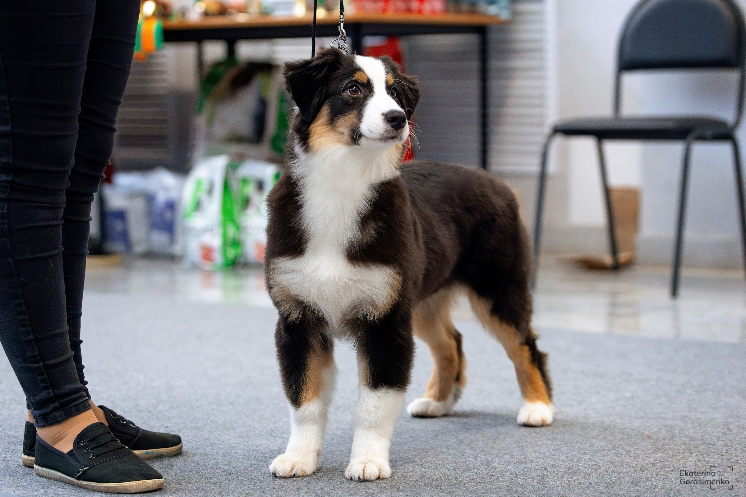 18 января 2025, Выставка РКФ, г. Пермь. Htykk_photo