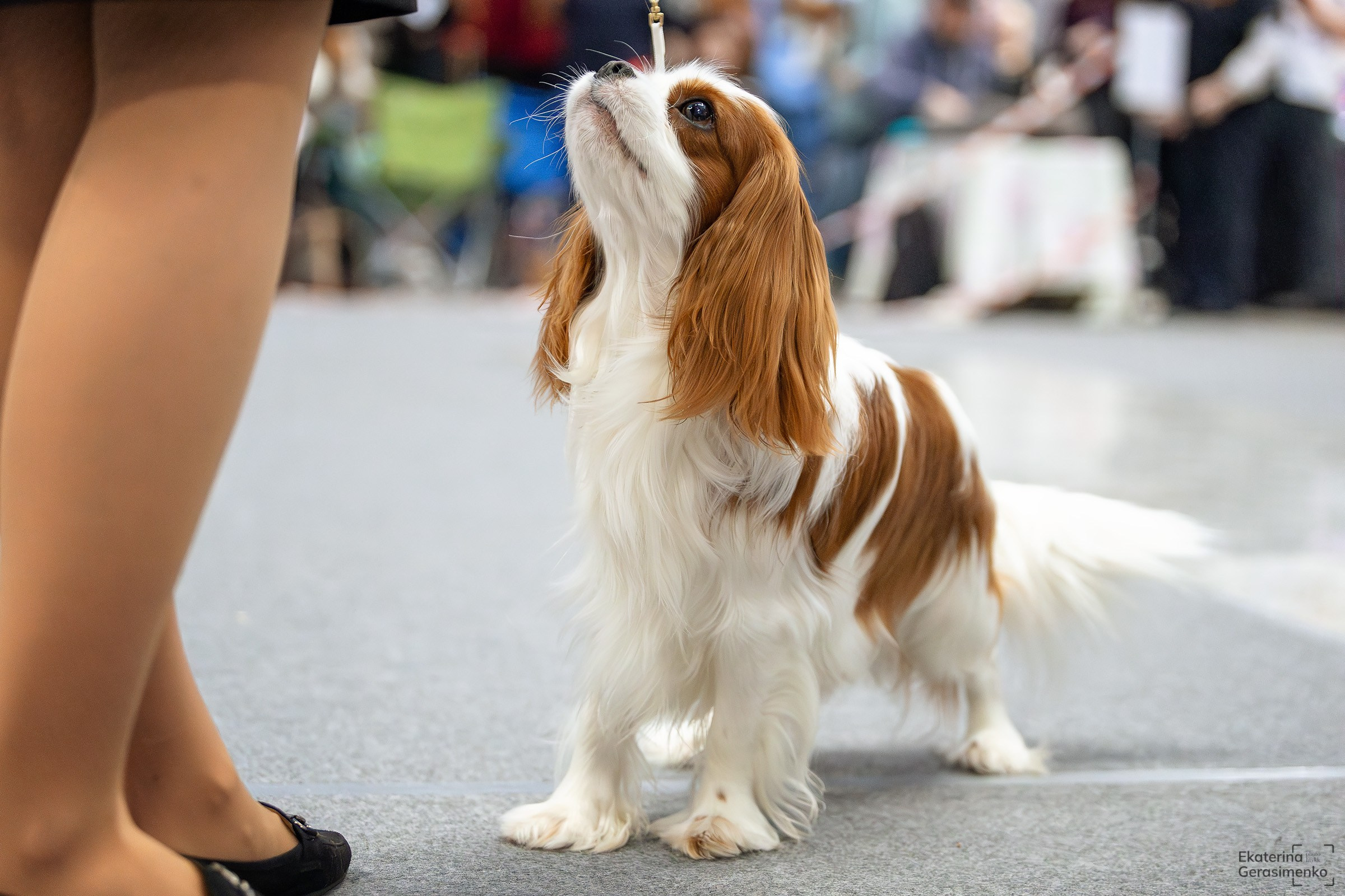 18 января 2025, Выставка РКФ, г. Пермь. Htykk_photo
