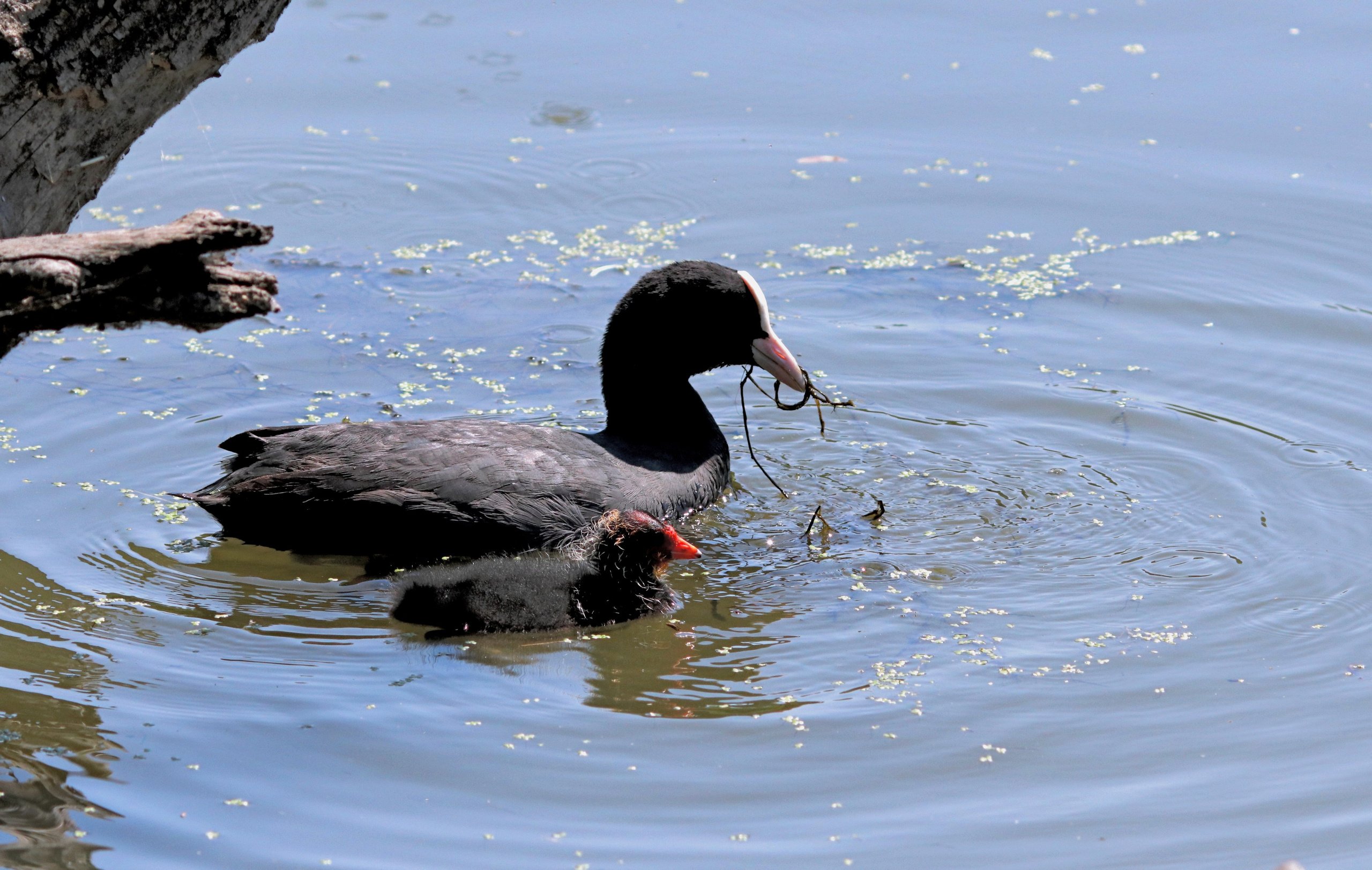 Птицы и животные южного региона. Фото-художник и Репортажный фотограф Николаев Александр Алексеевич