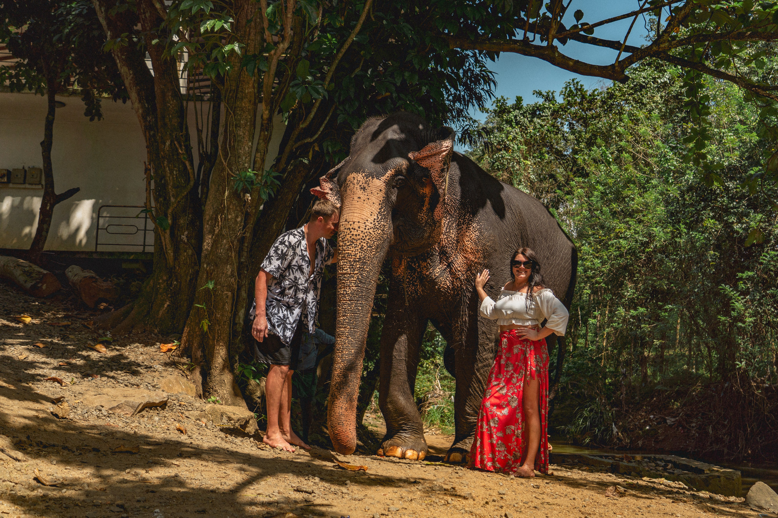 Bathing with elephants in Pinnawala, Botanical Garden