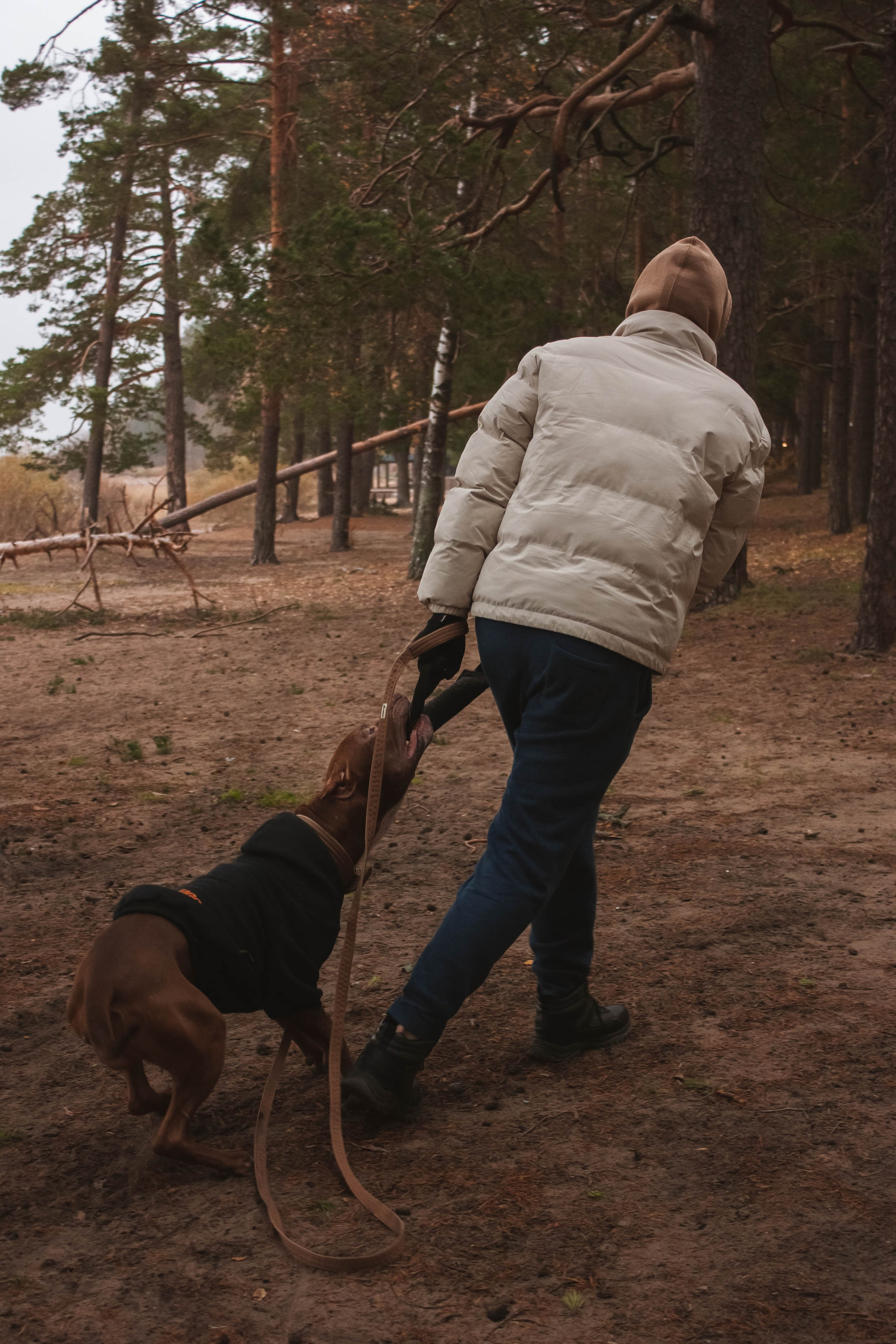 Айрон и Егор. Фотограф-анималист в Санкт-Петербурге Алина Яхонт