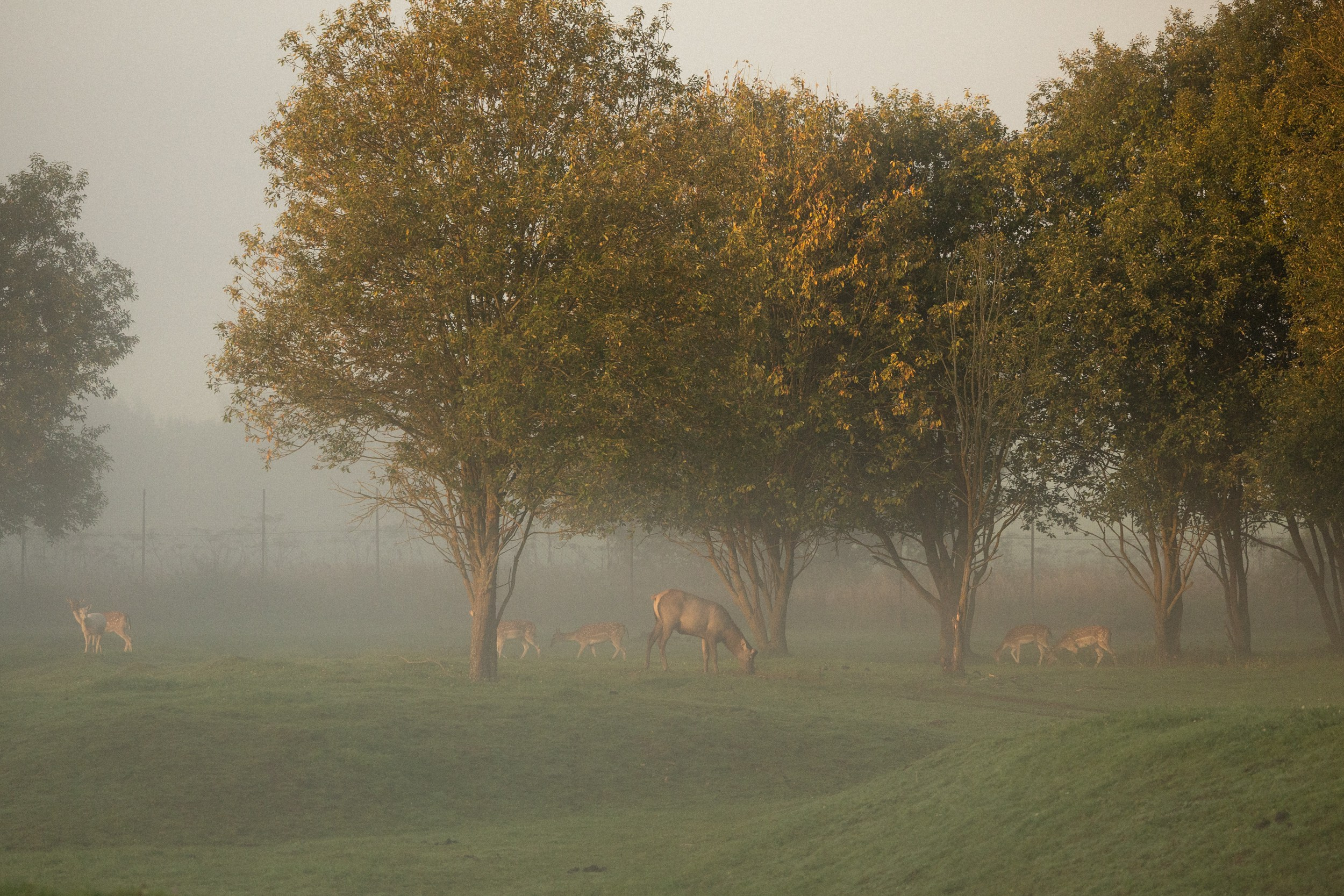 Отзывы. Фотограф-анималист Юлия Удовенко