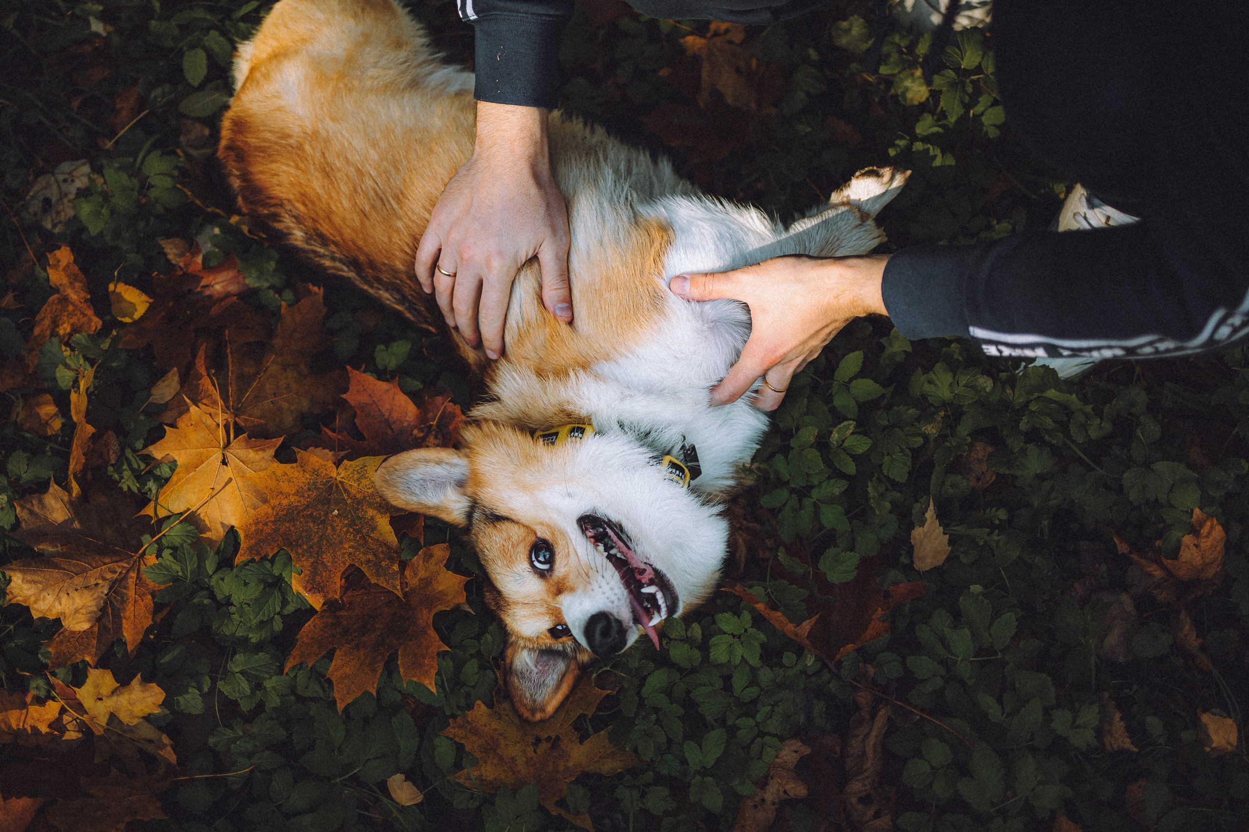 Карина, Даня и Аркаша