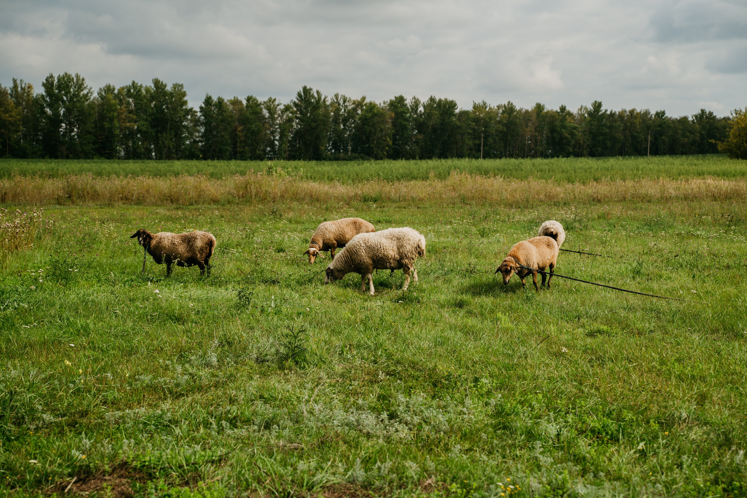 Деревенские мотивы портретной фотографии. Свадебный, семейный, портретный, репортажный фотограф в Санкт-Петербурге
