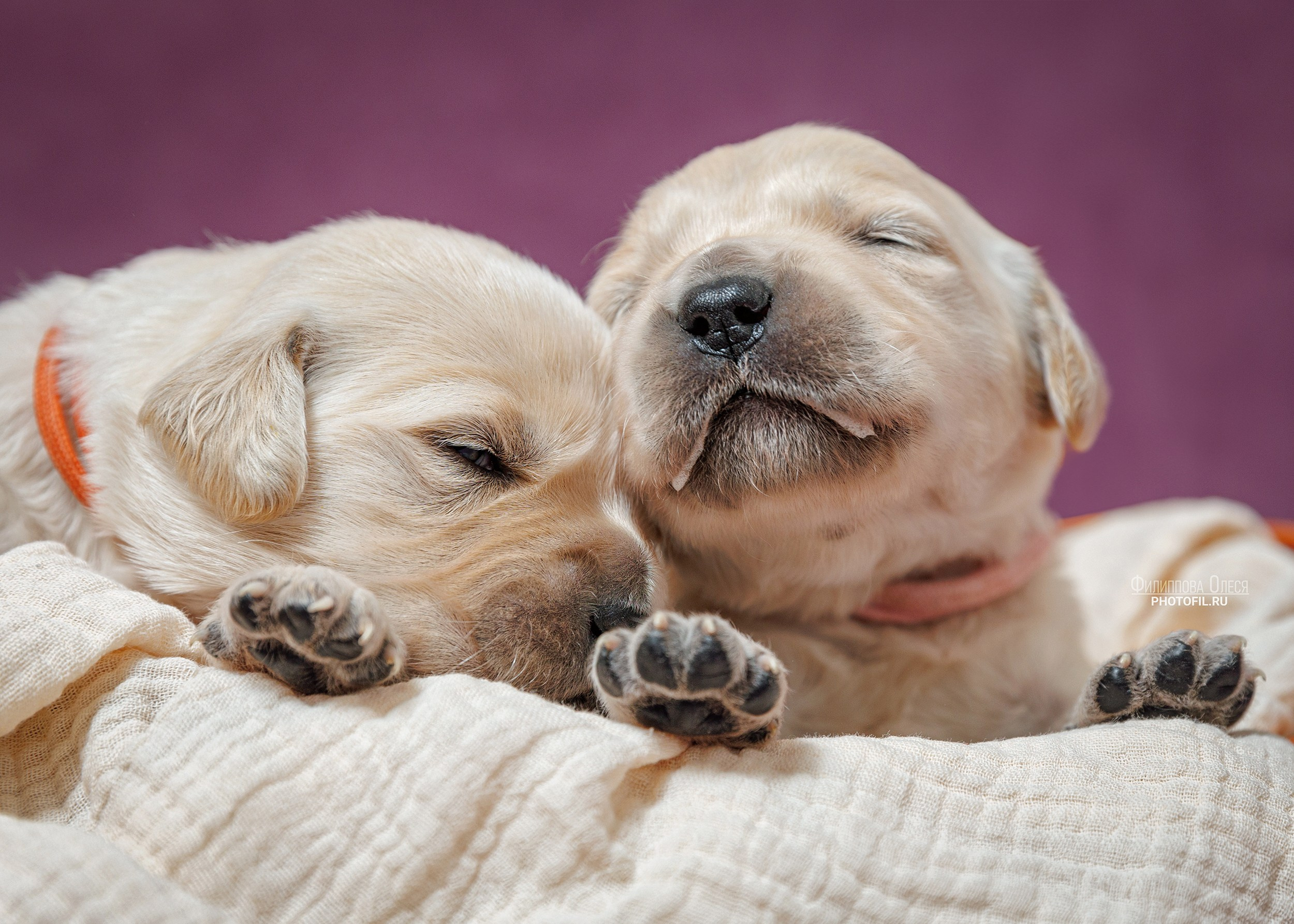 Нежные фото щенков Золотистого ретривера для питомника Aldis Zheneris. Главная