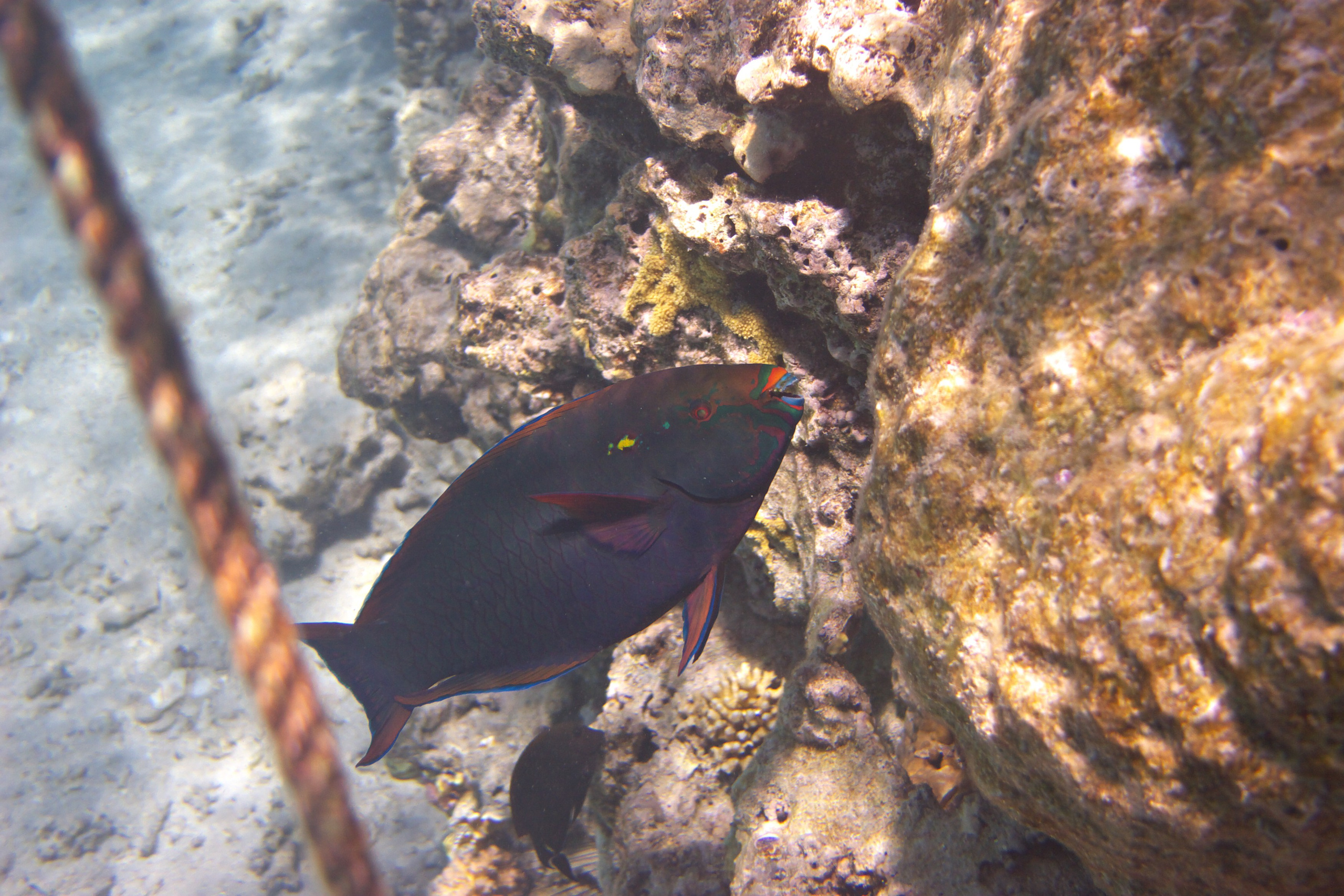 Под водой. Миша Печёнкин | фотография