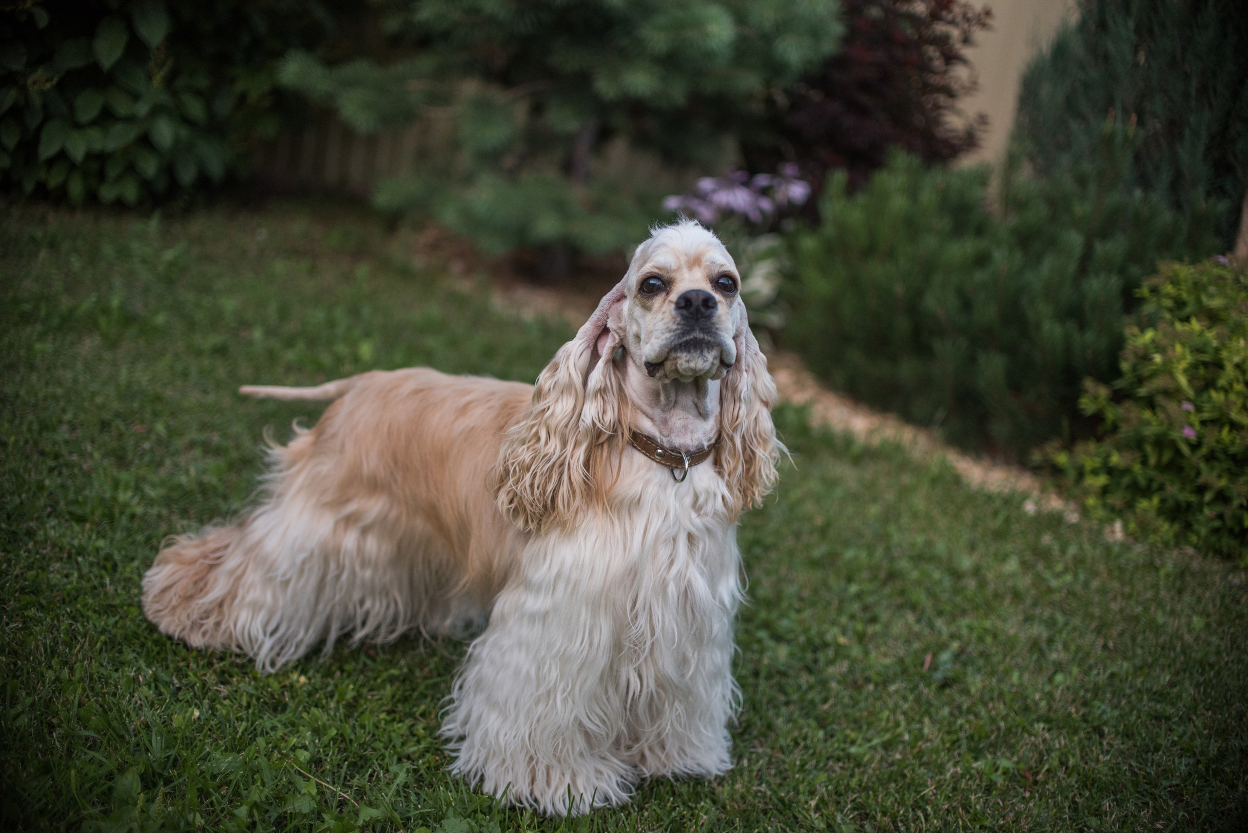 Умная собака Соня. Семейный и детский фотограф в Уфе Юлия Суркова