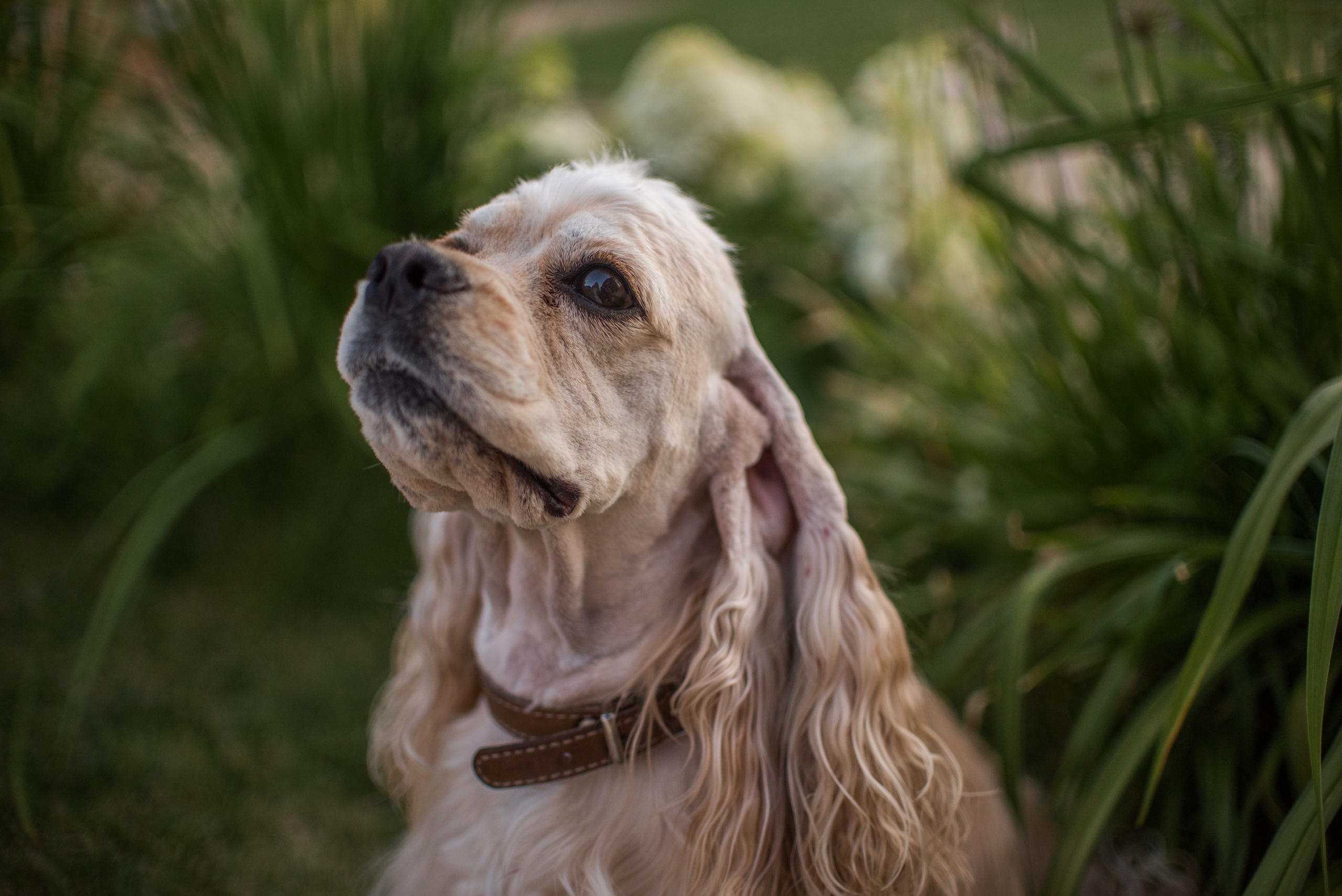 Умная собака Соня. Семейный и детский фотограф в Уфе Юлия Суркова