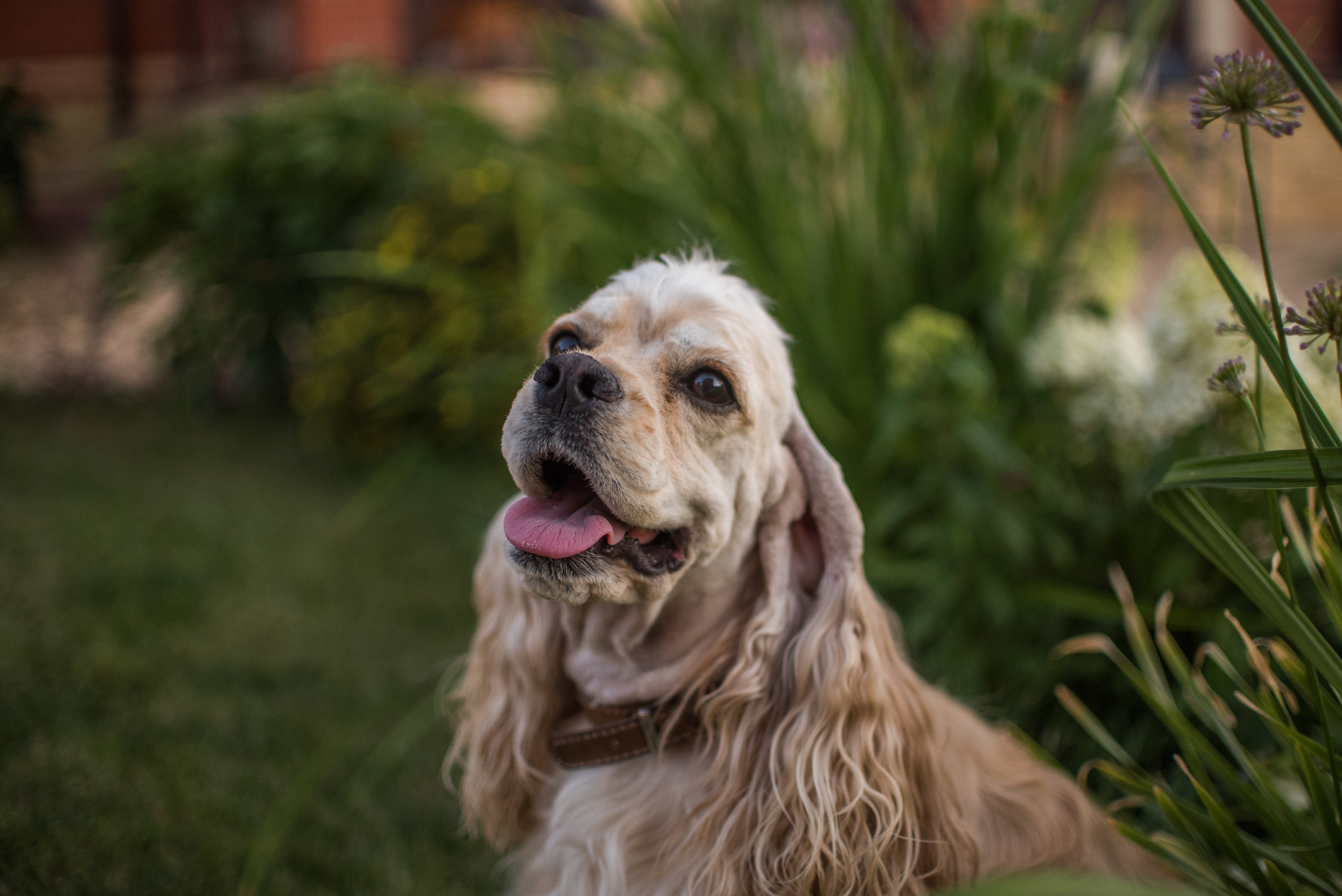 Умная собака Соня. Семейный и детский фотограф в Уфе Юлия Суркова