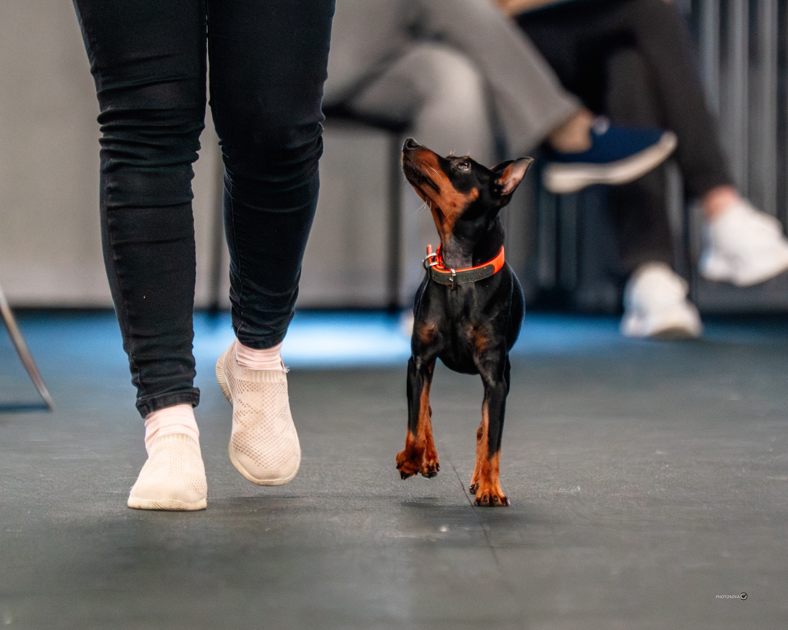 ТЫ И Я (соревнования по ралли-обидиенс). Фотограф-анималист, семейный фотограф в Москве и Подмосковье. Фотосъёмка кинологических дисциплин