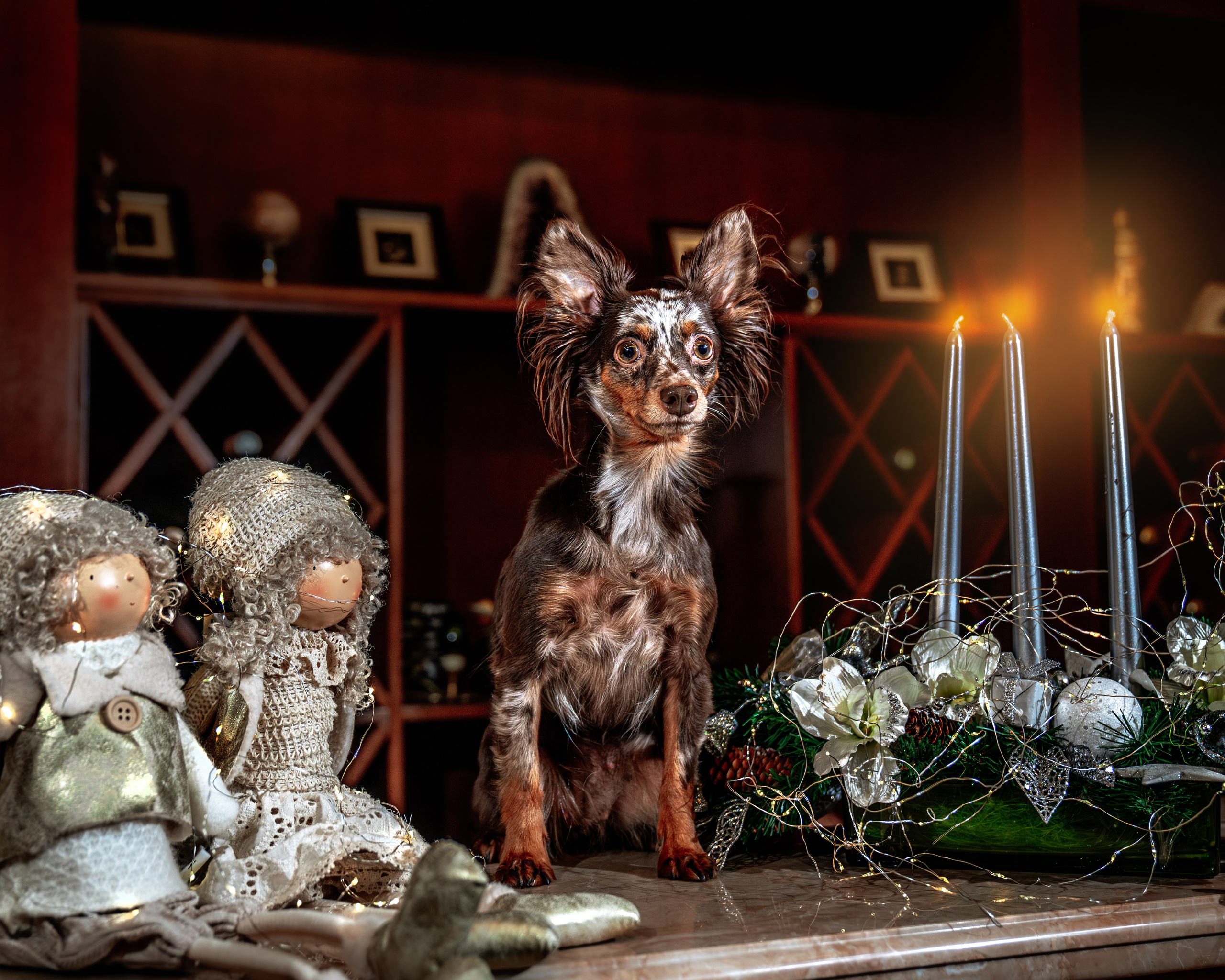 ФОТОПАМЯТЬ ВАШИХ ЭМОЦИЙ. Фотограф-анималист, семейный фотограф в Москве и Подмосковье. Фотосъёмка кинологических дисциплин