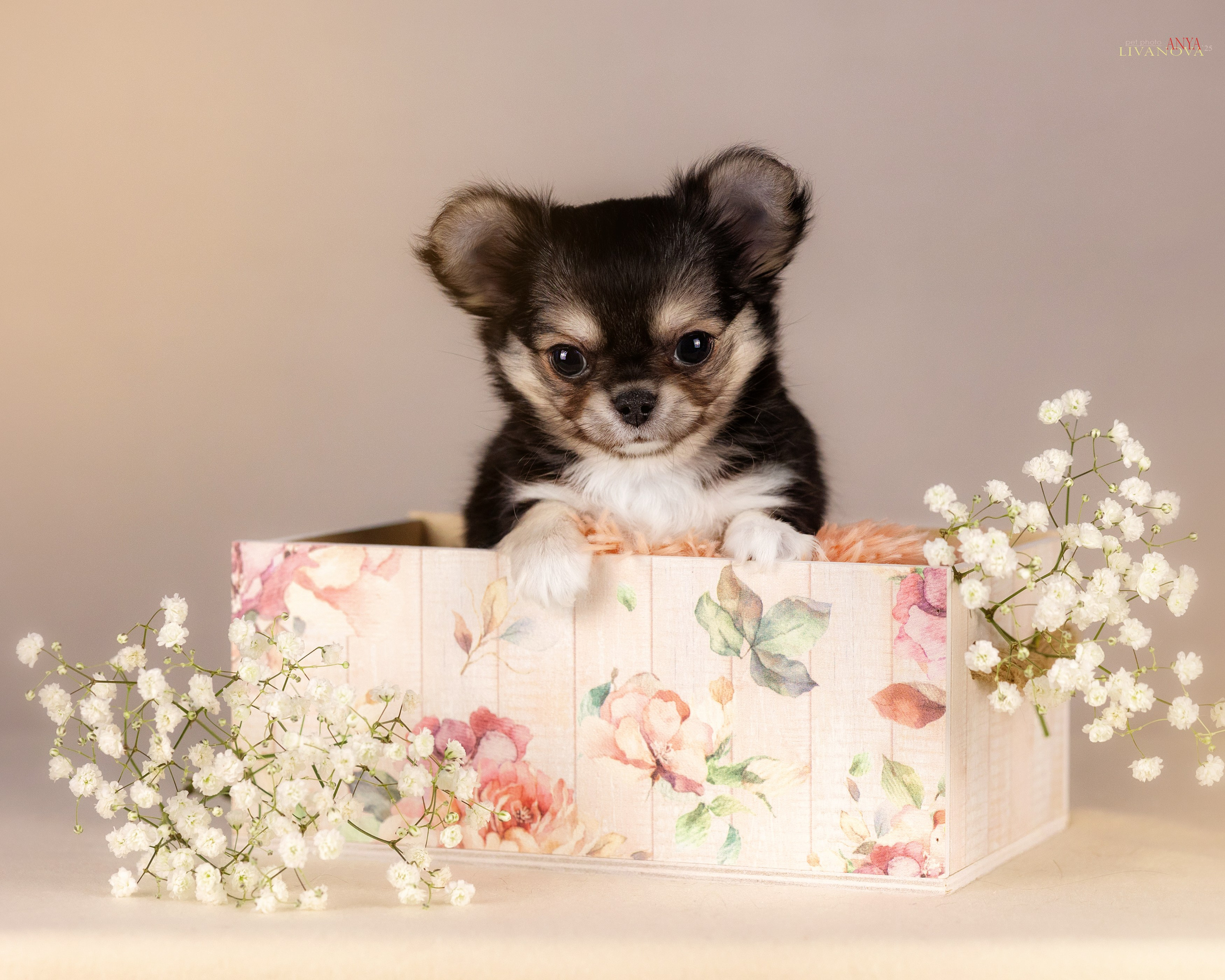 Чихуахуа. Фотограф анималист Аня Ливанова | Рыбинск