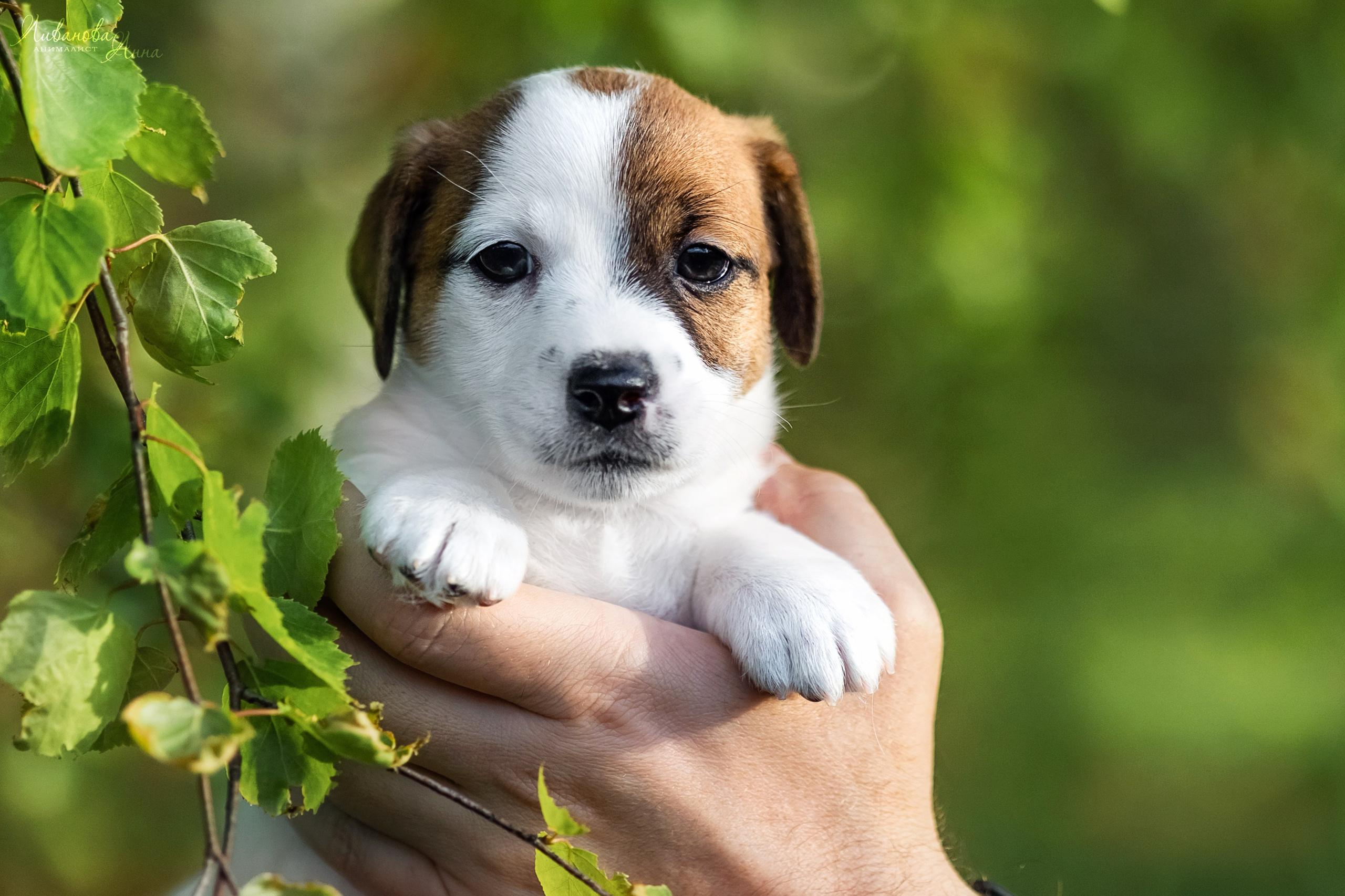 Джеки. Фотограф анималист Аня Ливанова | Рыбинск