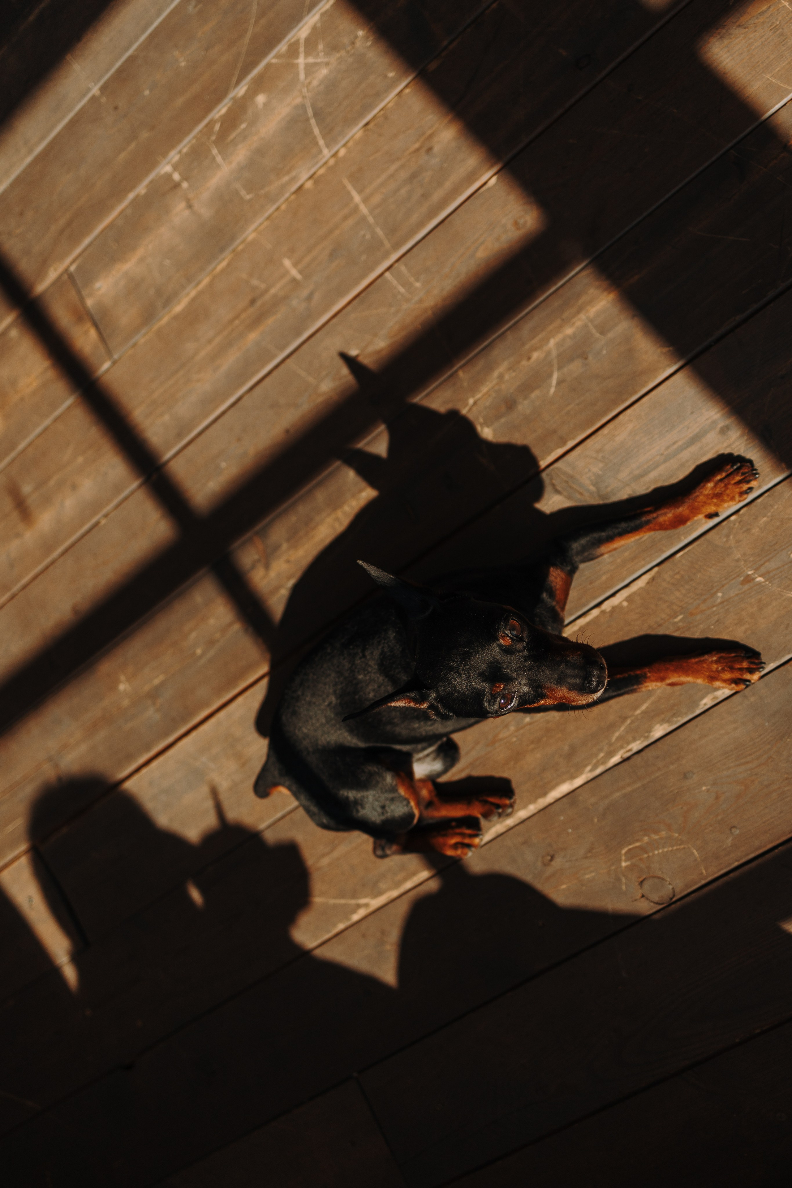 Катя и ее мальчики. Фотограф — Анималист | Санкт-Петербург