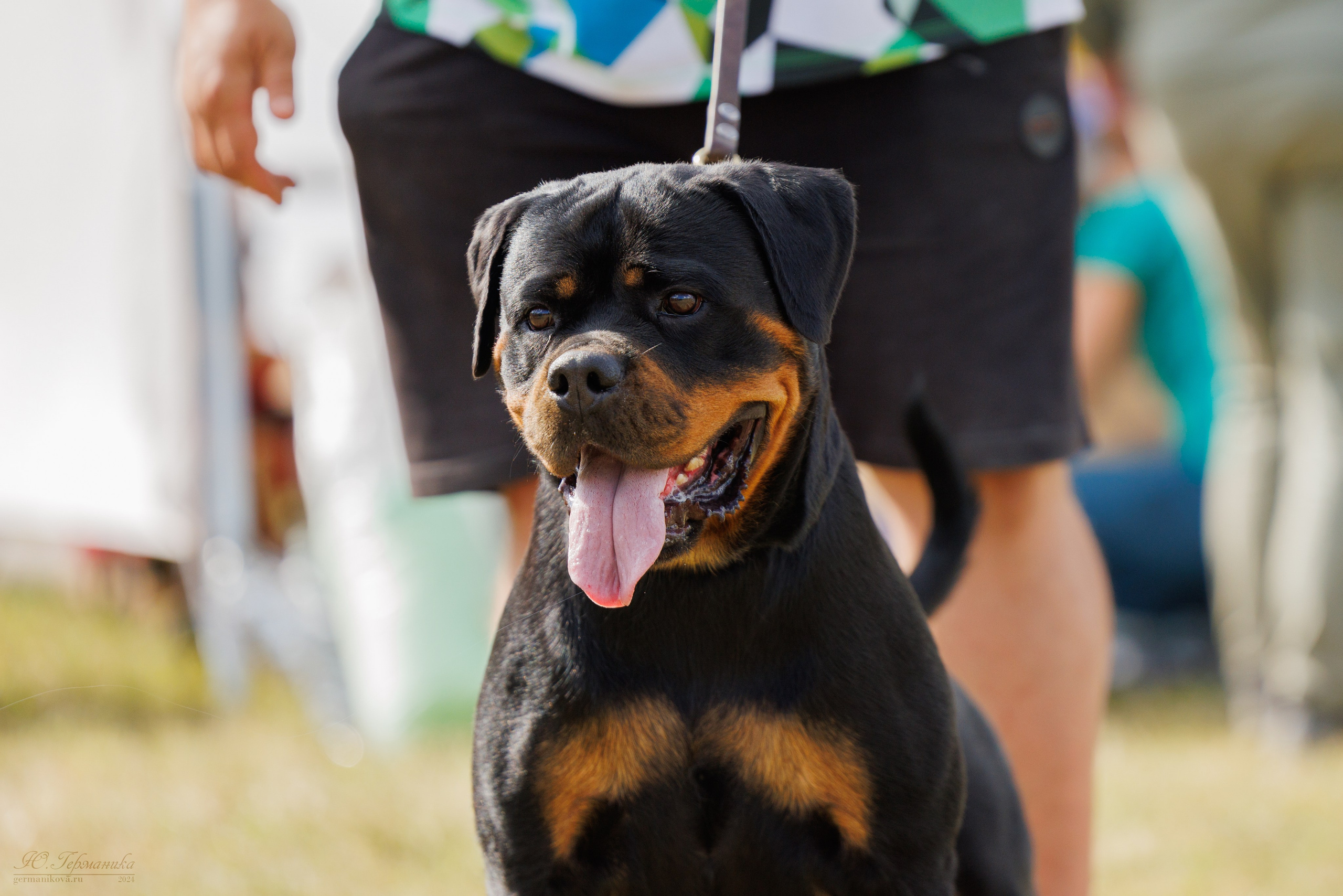 Рязань-Ховрино 10-11.08.2024 3хмоно ротвейлеров. Фотограф-анималист Юлия Германика