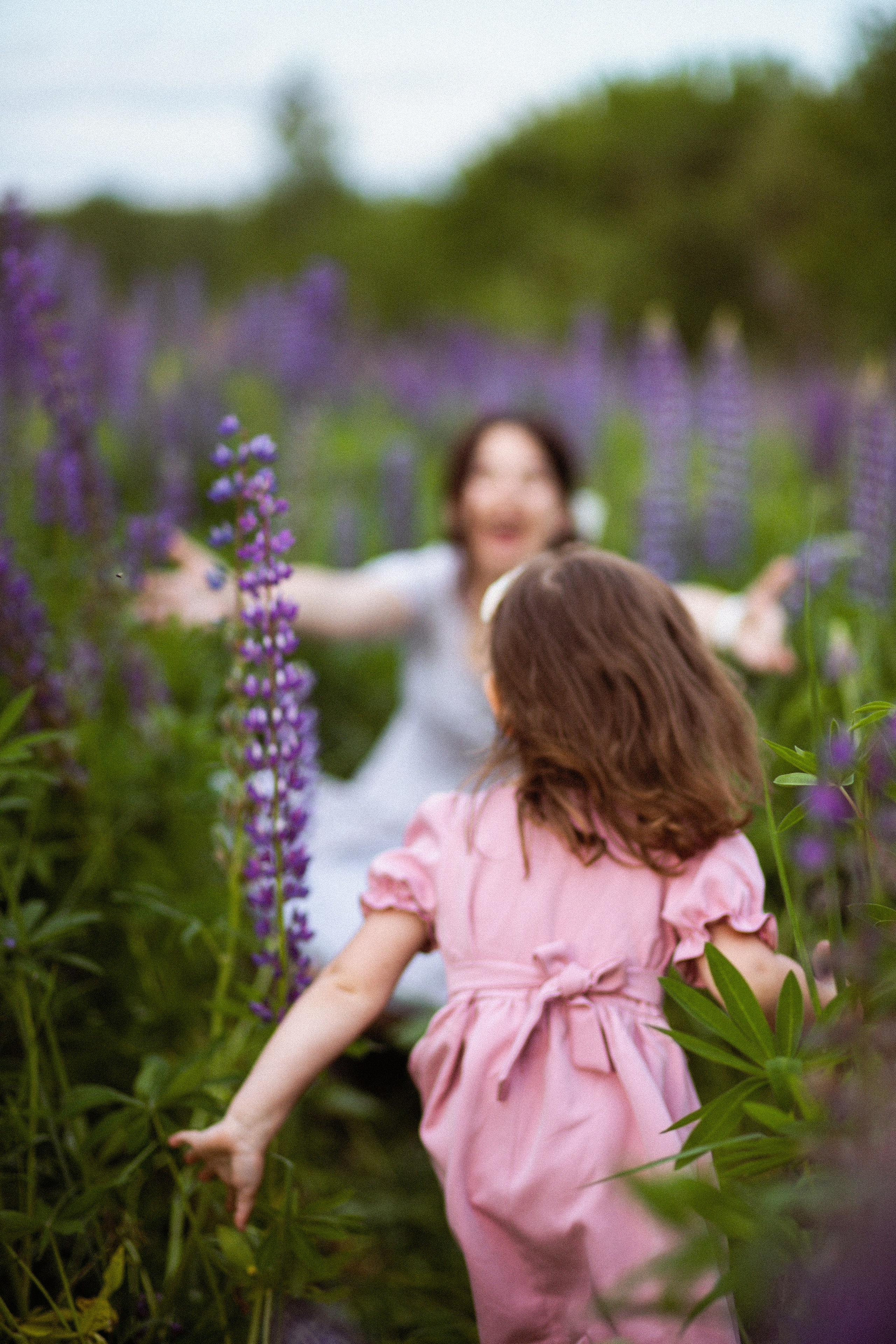 Июньские люпины. Фотограф в Москве/Санкт-Петербурге