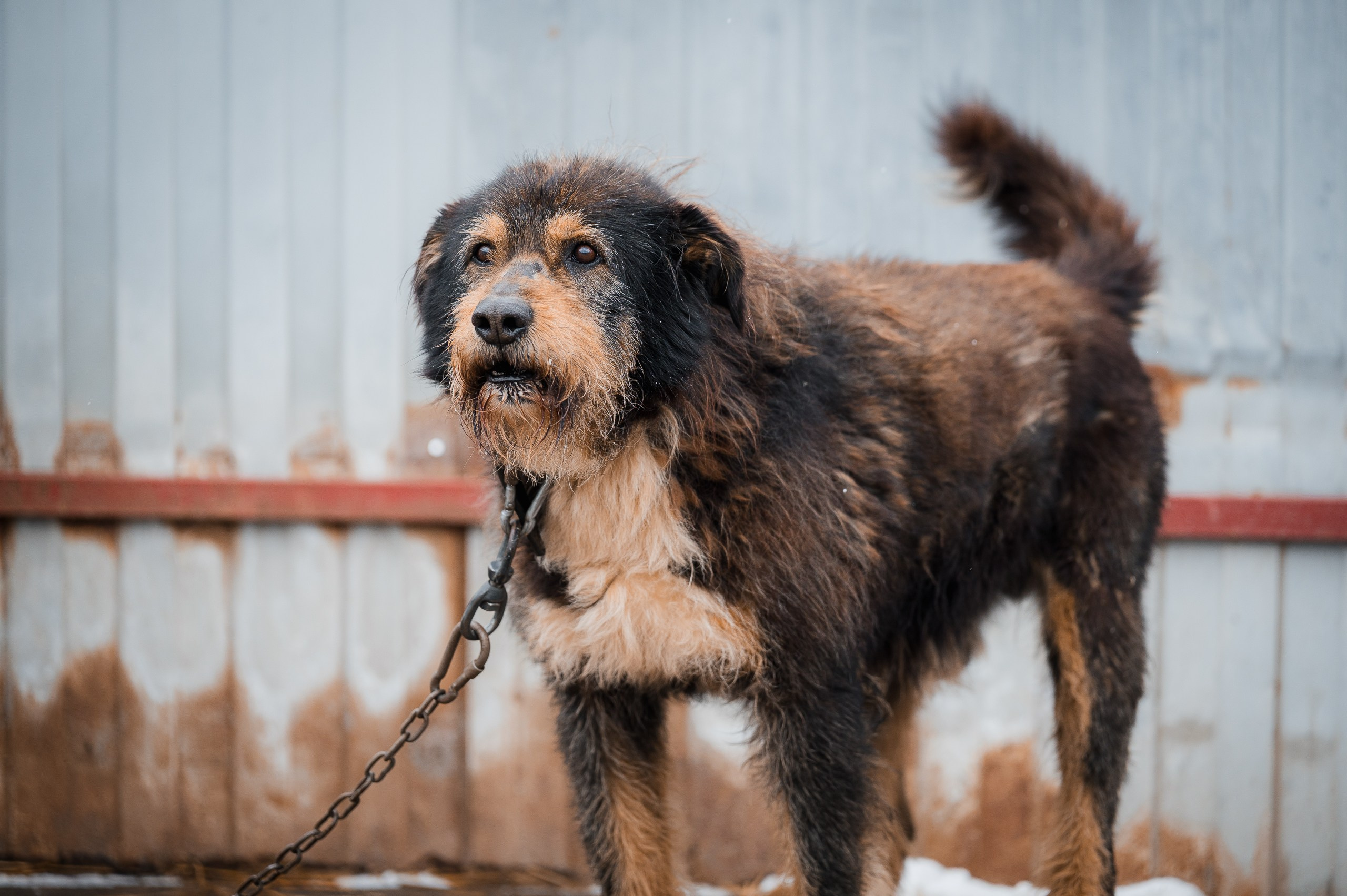 Грей. Улыбка собаки — спасение и пристройство бездомных собак