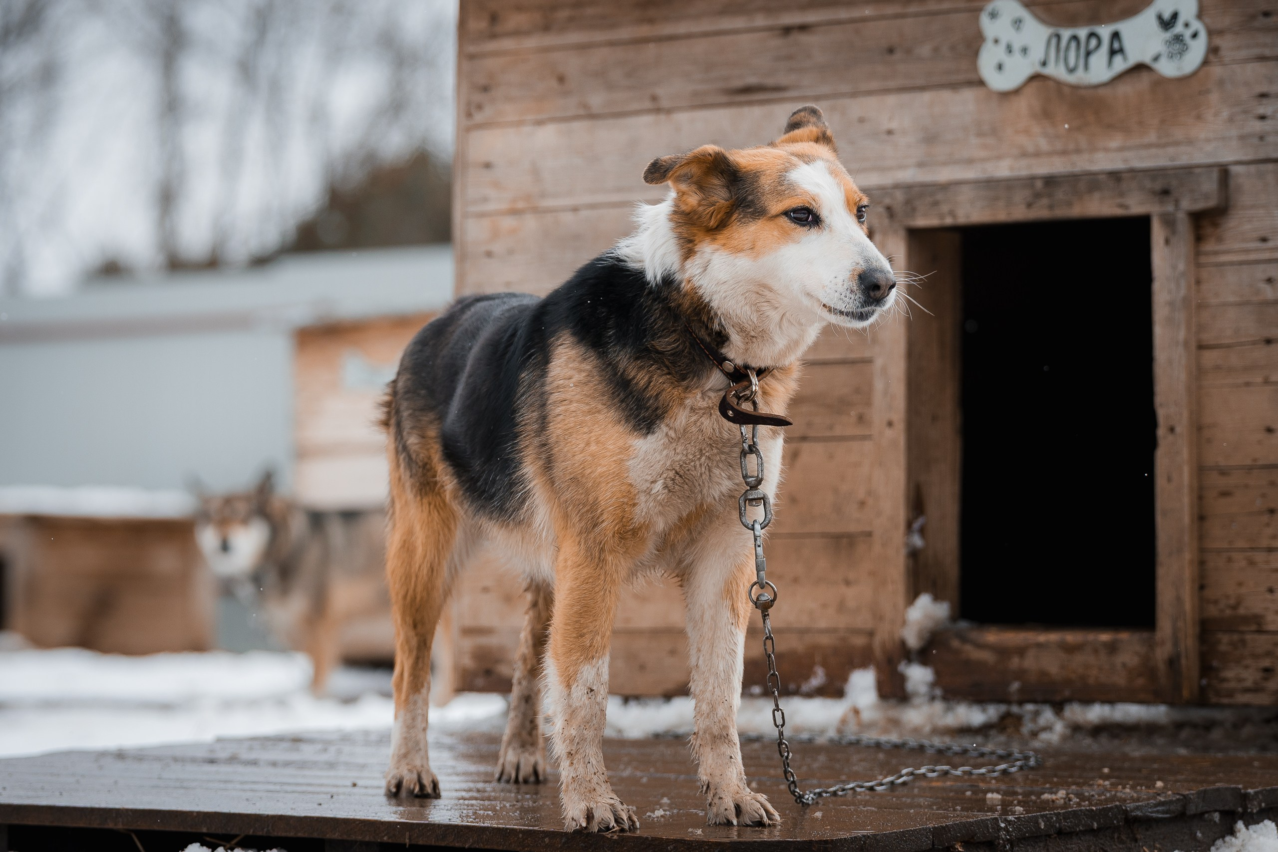 Лора. Улыбка собаки — спасение и пристройство бездомных собак