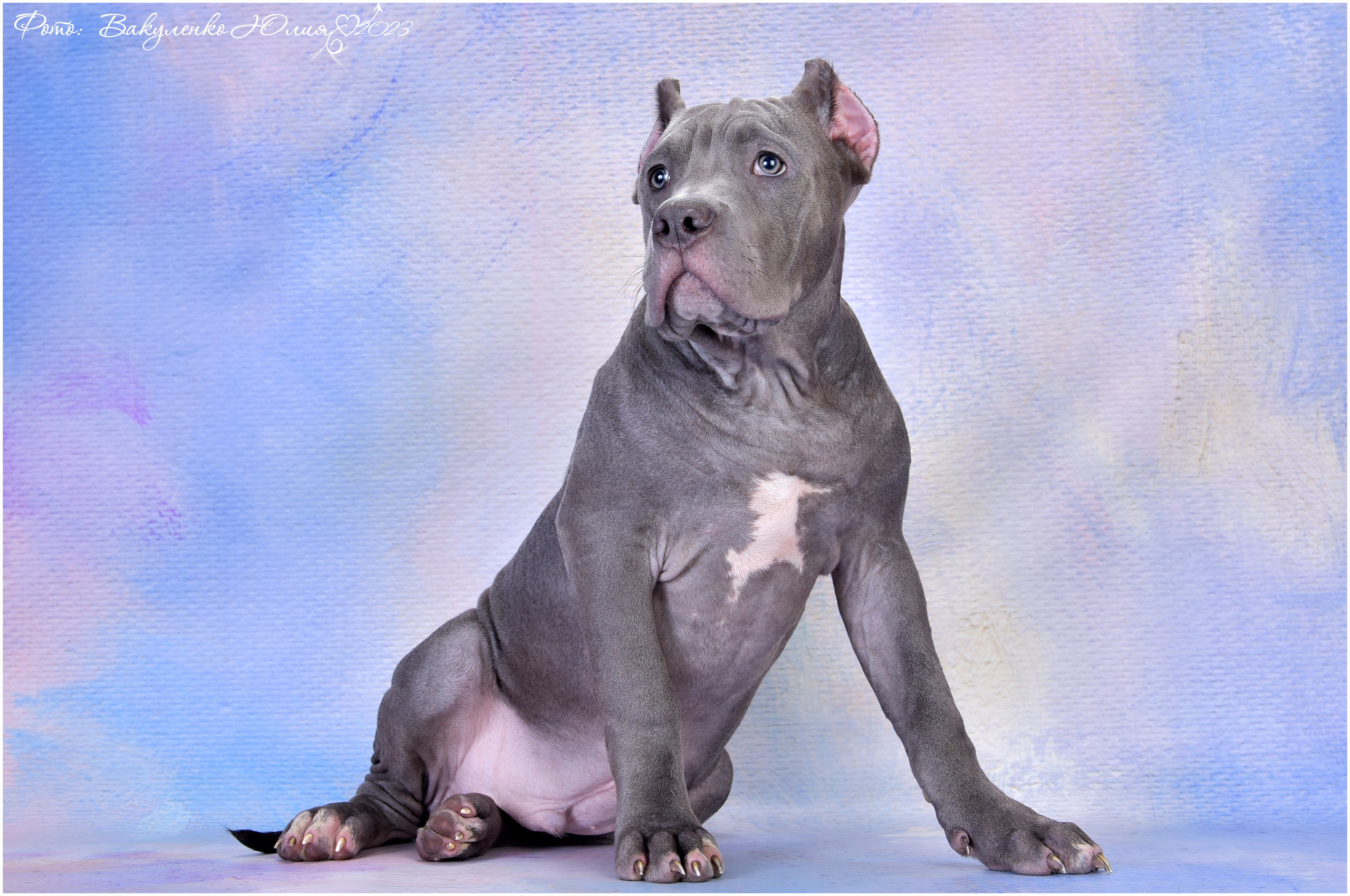 Студийная съемка. Фотограф анималист | семейный Юлия Вакуленко, г. Краснодар