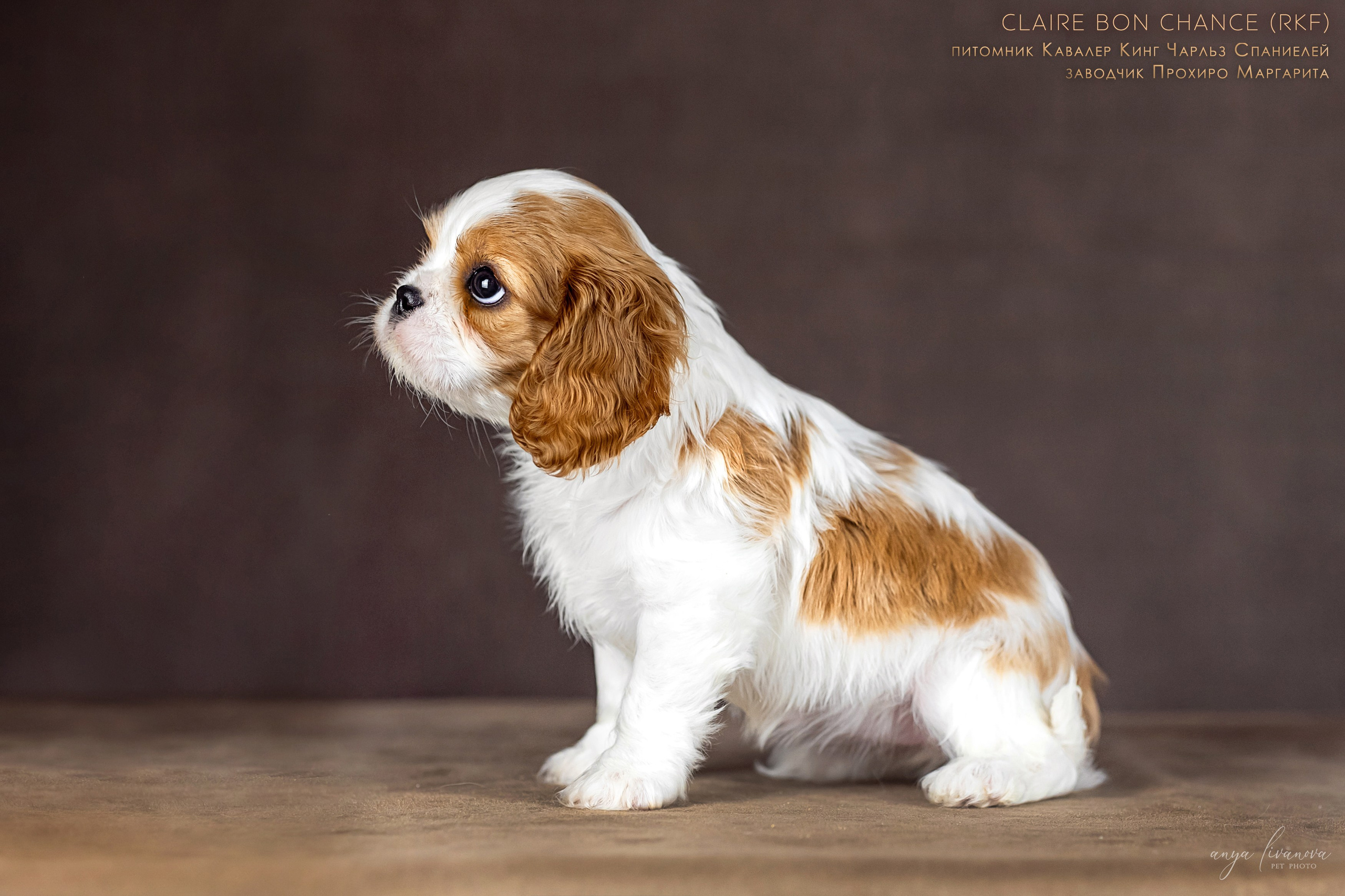 Кавалерчики. Фотограф анималист Аня Ливанова | Рыбинск