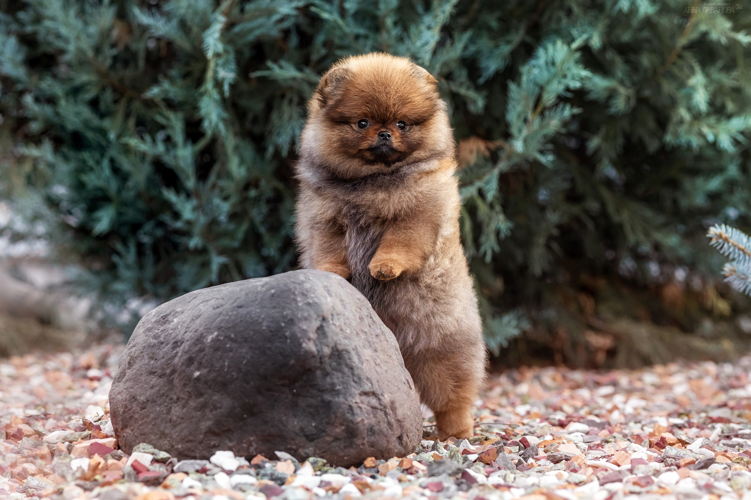 Шпицулики. Фотограф анималист Аня Ливанова | Рыбинск