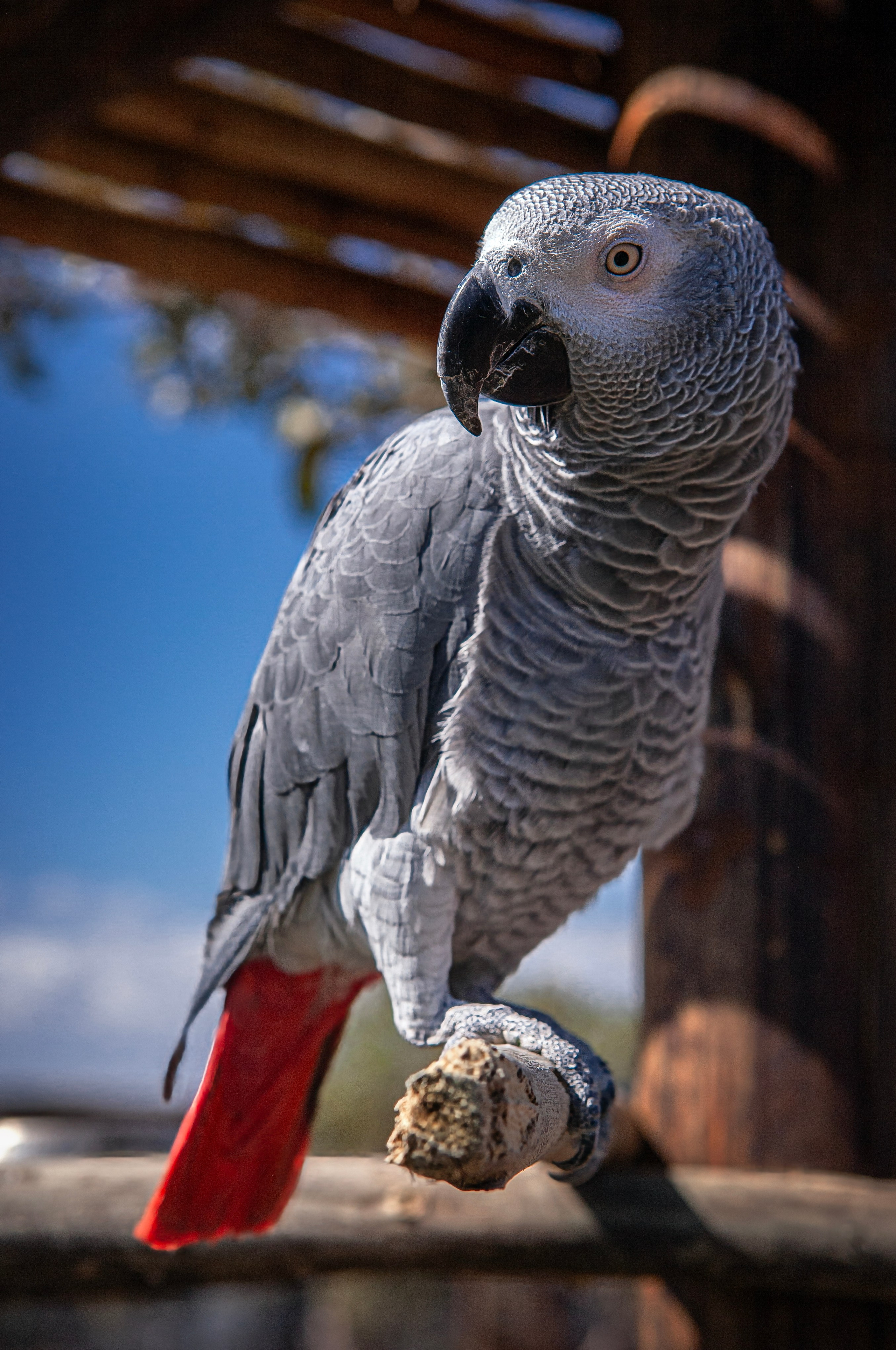 Птицы (коллекция). Фотограф Владимир Остапенко