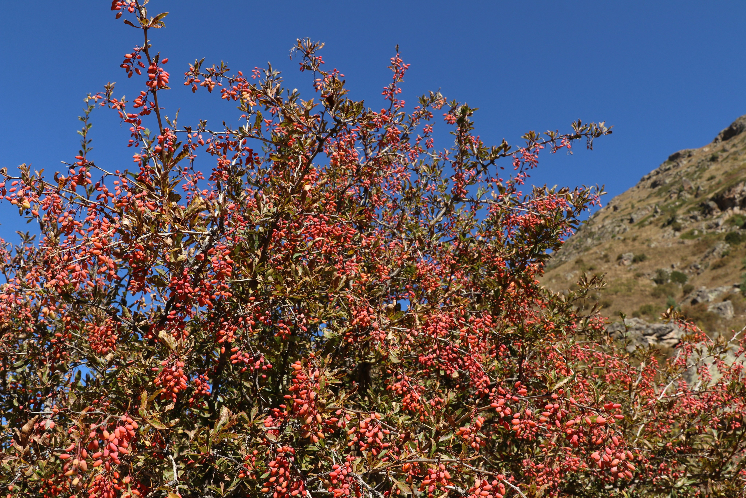 Приэльбрусье. Сентябрь 2023. Путешественник-фотограф из Санкт-Петербурга Татьяна Свистулина