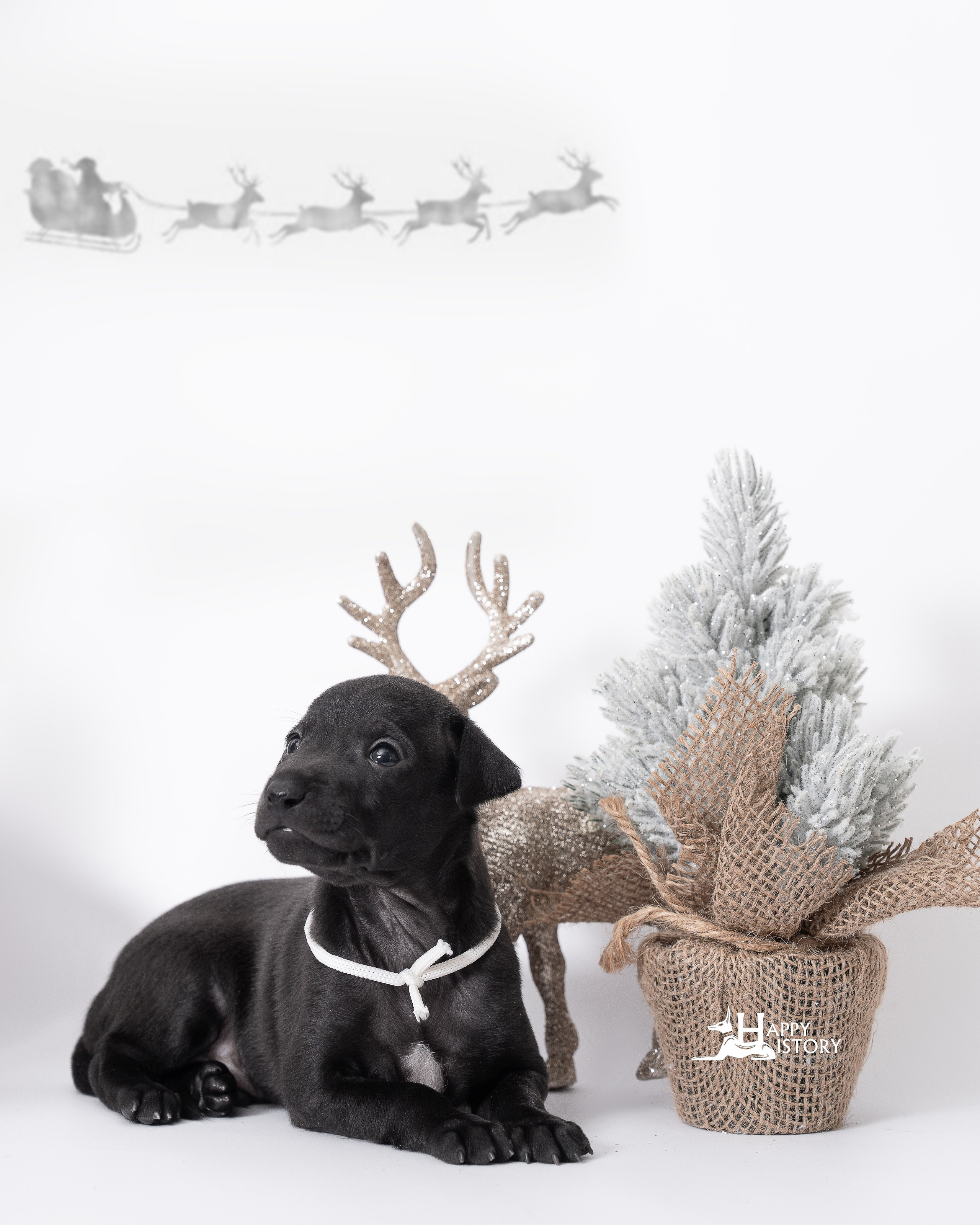 левретка щенок фотограф анималист краснодар 