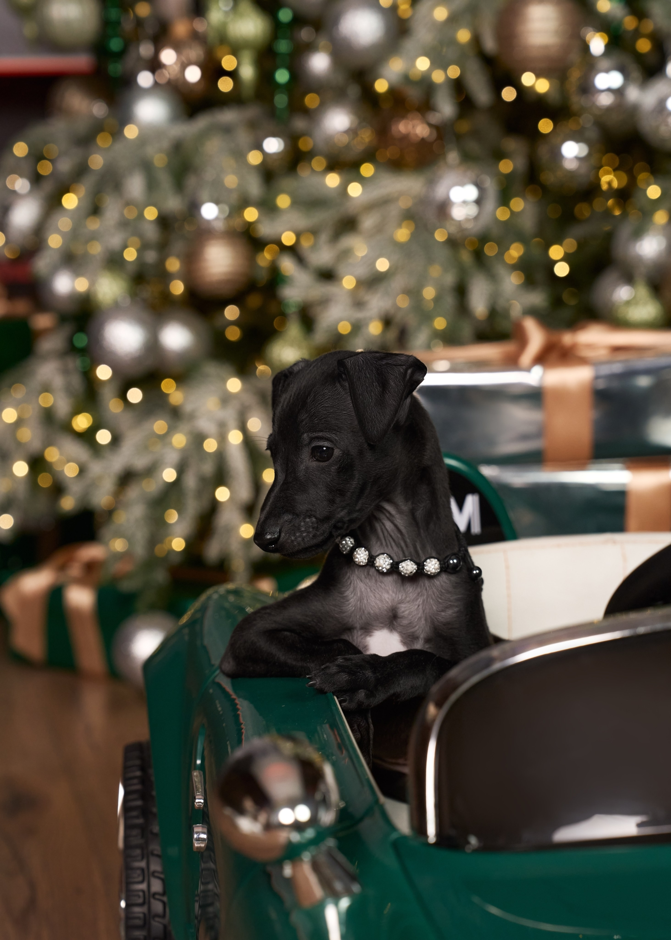  фотограф анималист в краснодаре