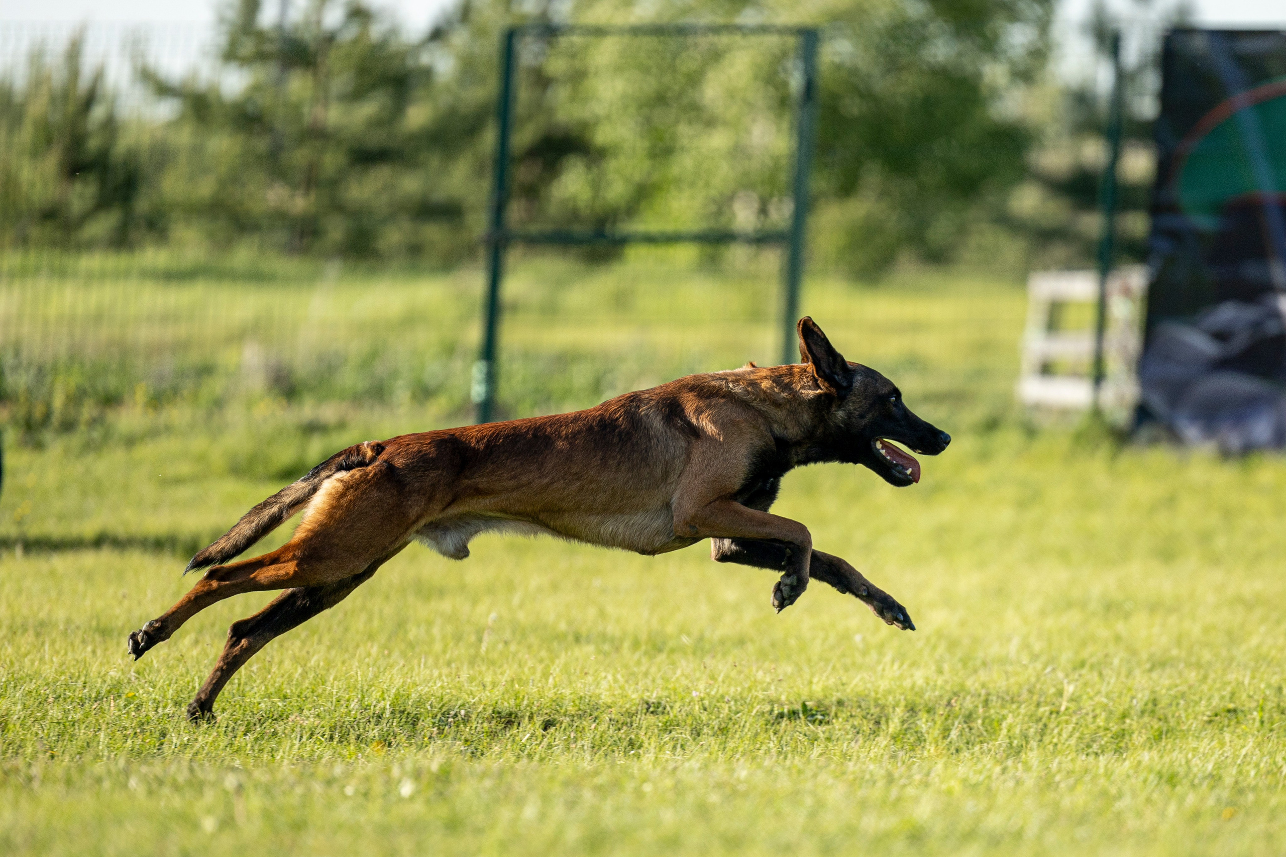 Испытания по мондьорингу в Нижнем Новгороде. Фотограф-анималист Анна Маринич
