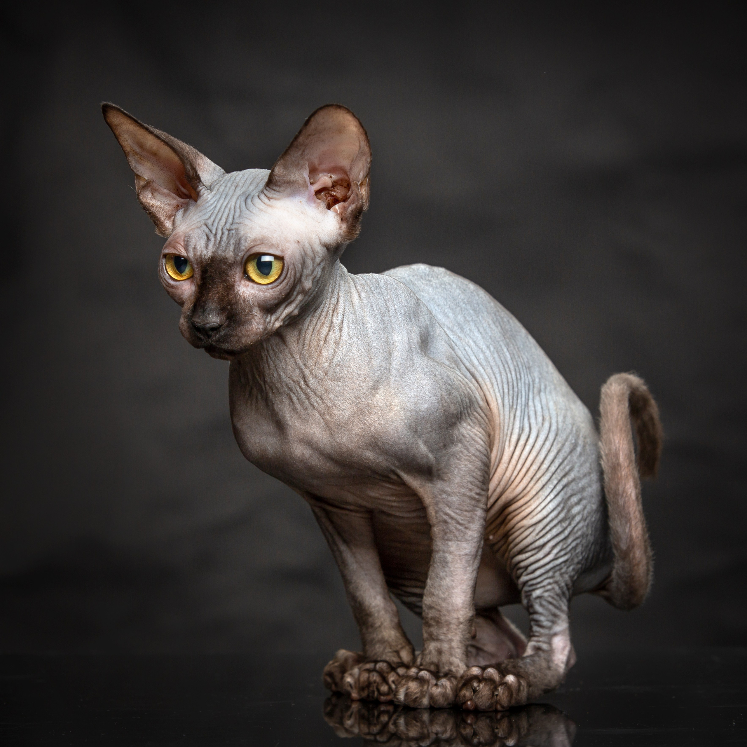 С кошкой. Фотограф Мария Кольцова