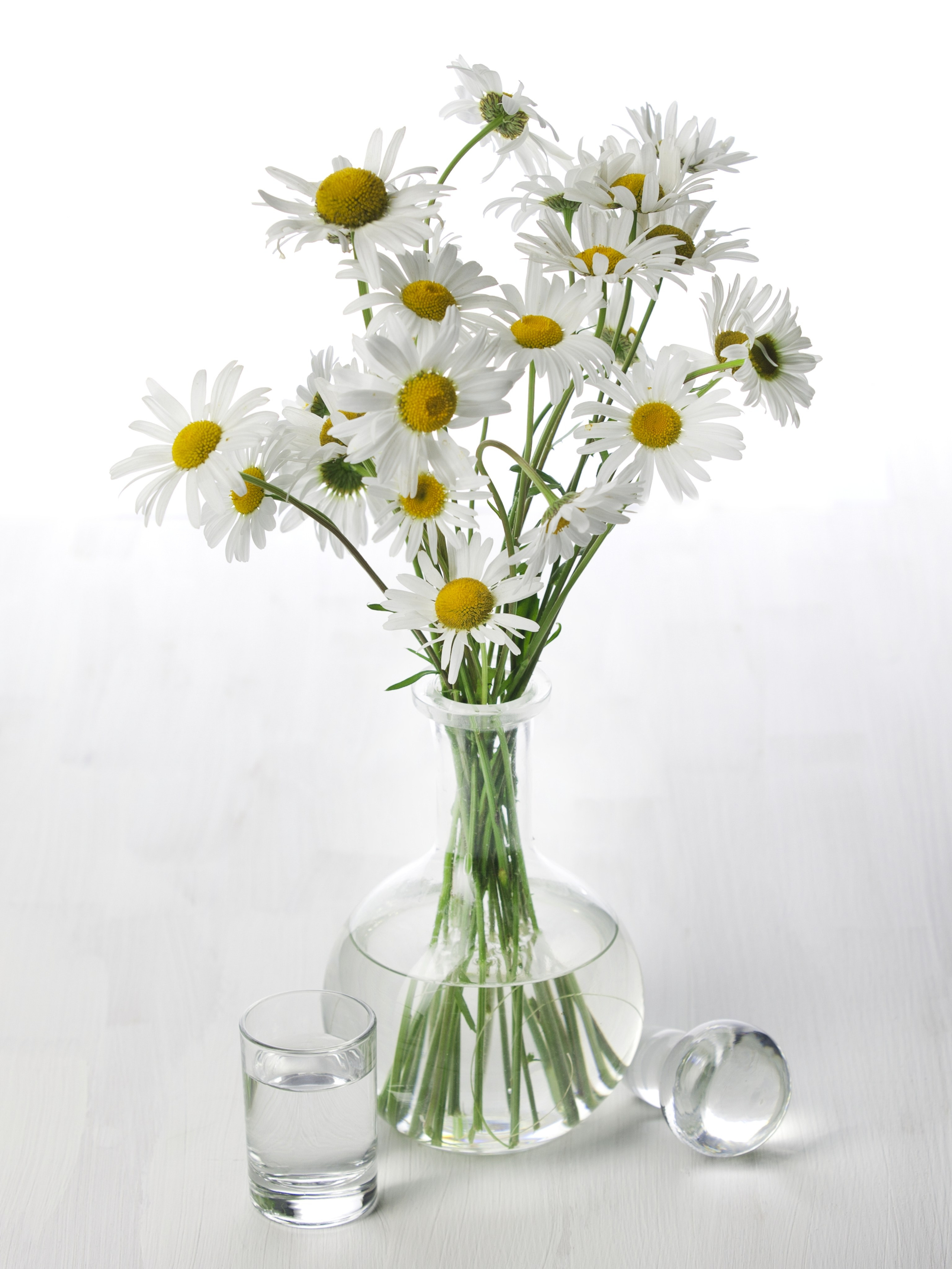 Цветы. Фотограф Мария Кольцова