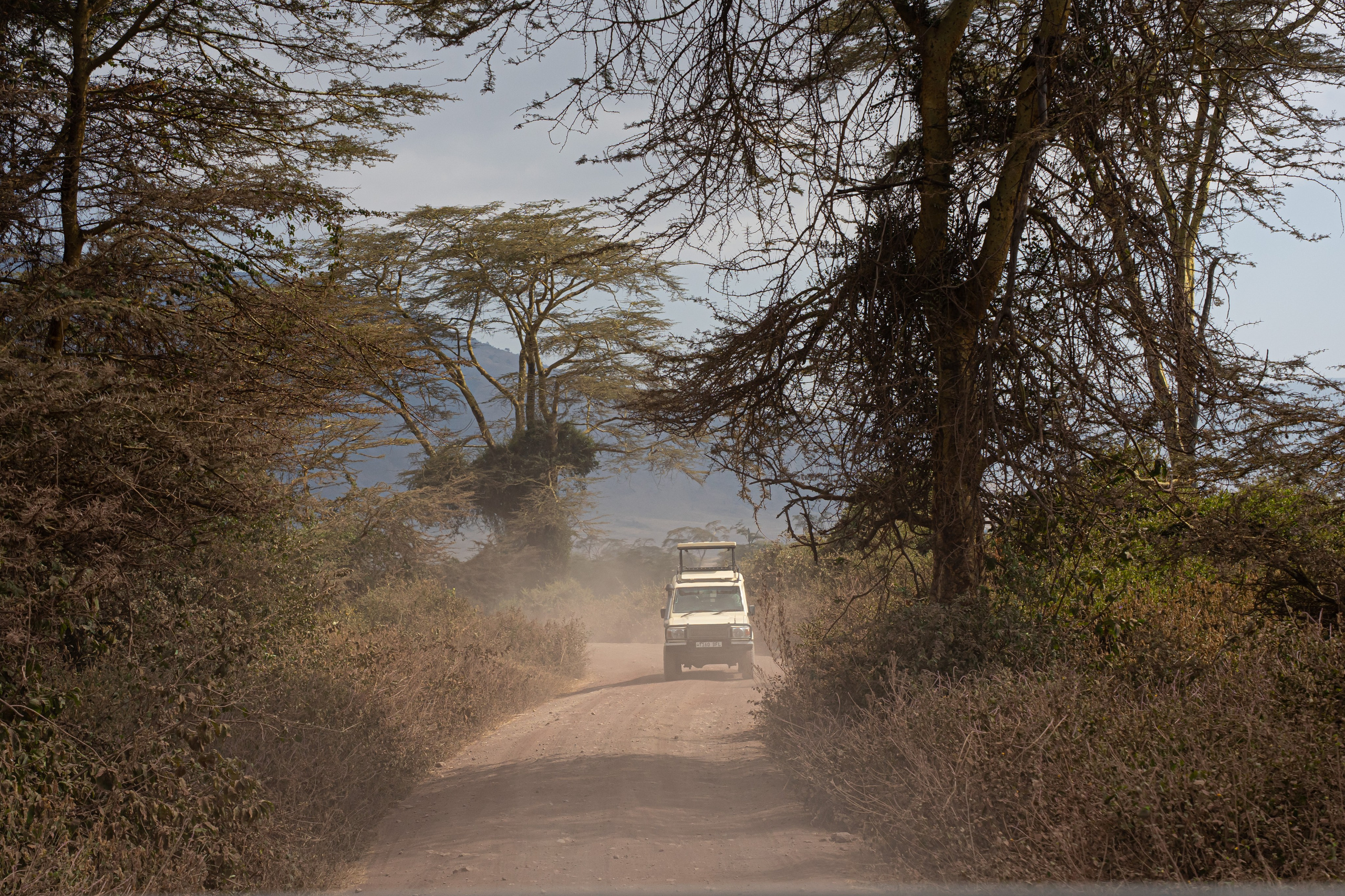 Танзания, сафари, 2025. Творческие сьемки